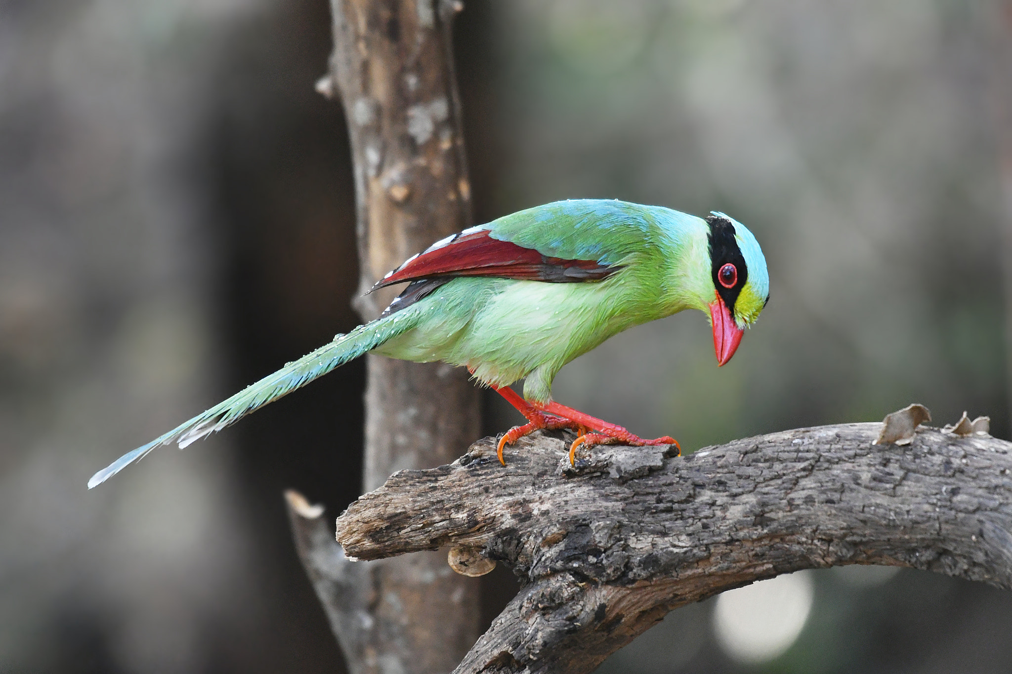 Nikon AF-S Nikkor 200-500mm F5.6E ED VR sample photo. Common green magpie photography