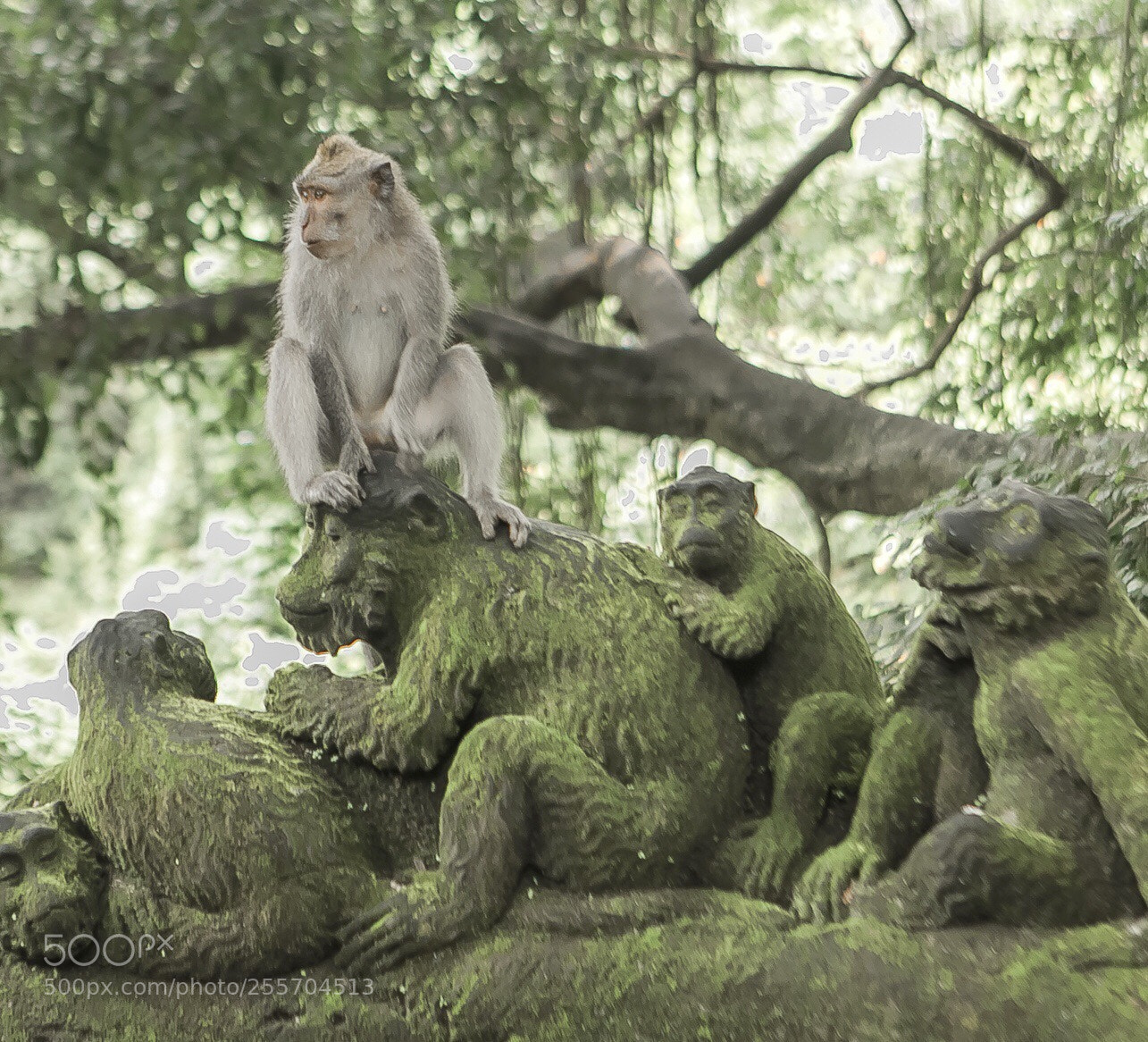 Canon EOS 5D Mark IV sample photo. Monkeys - bali photography