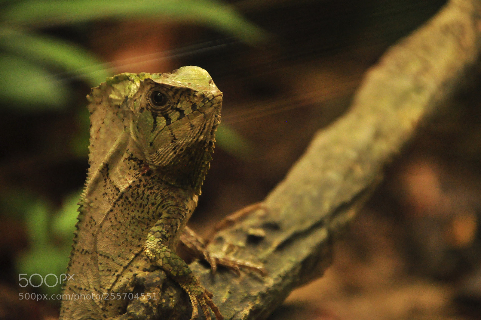 Nikon D90 sample photo. Lagarsh photography