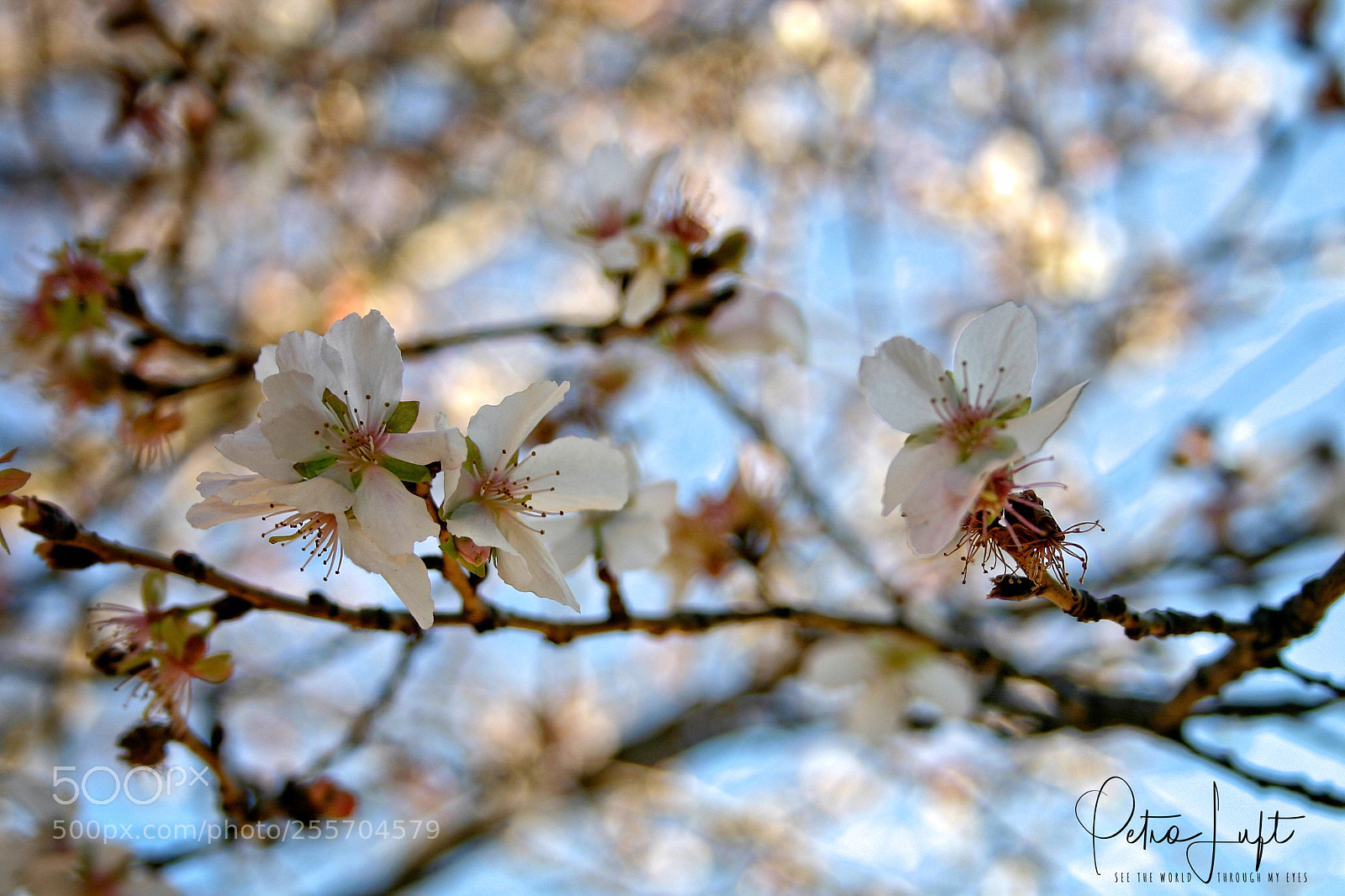 Canon EOS 300D (EOS Digital Rebel / EOS Kiss Digital) sample photo. Spring in palace garden photography