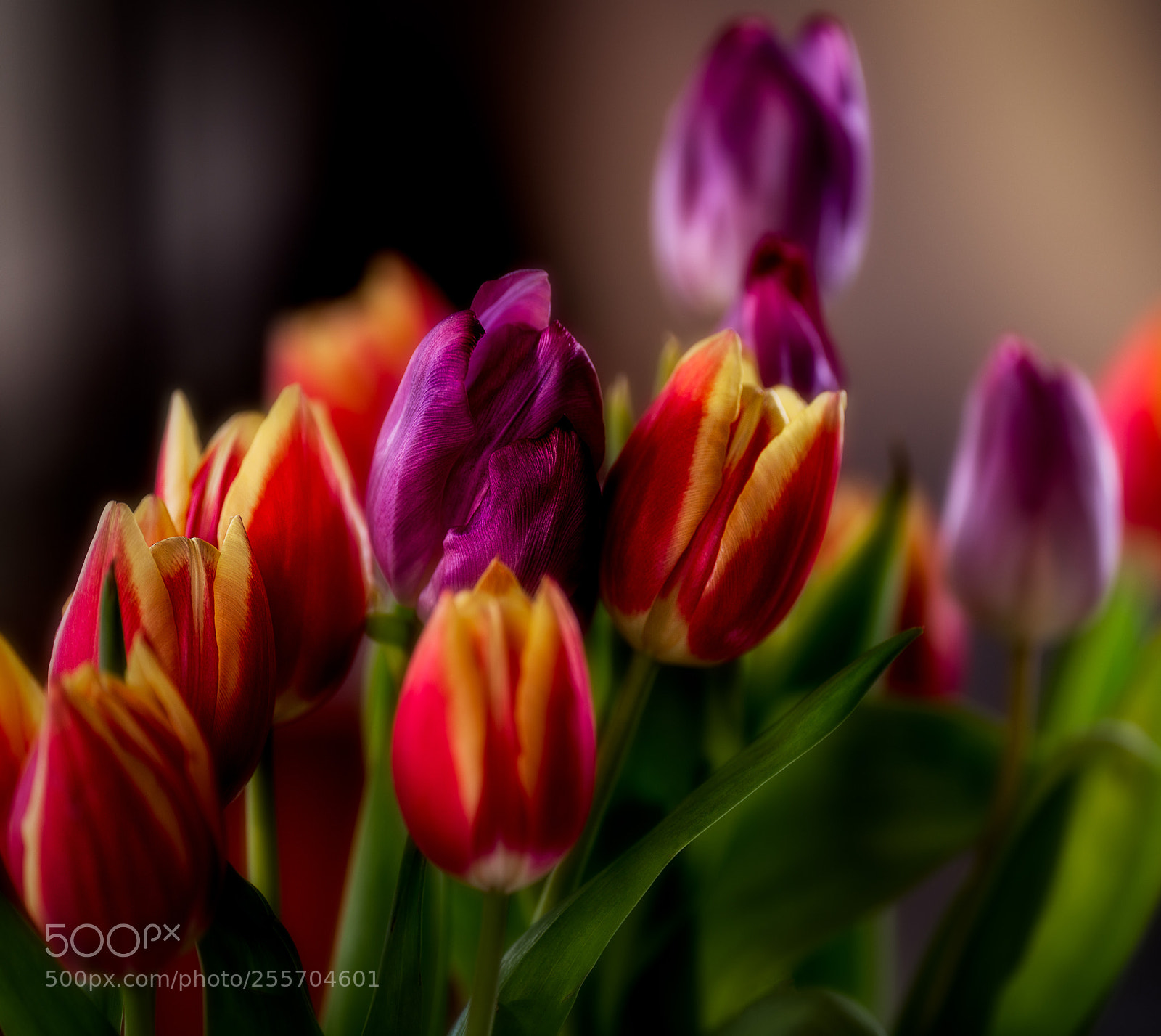 Sony a7R II sample photo. Dutch tulps photography