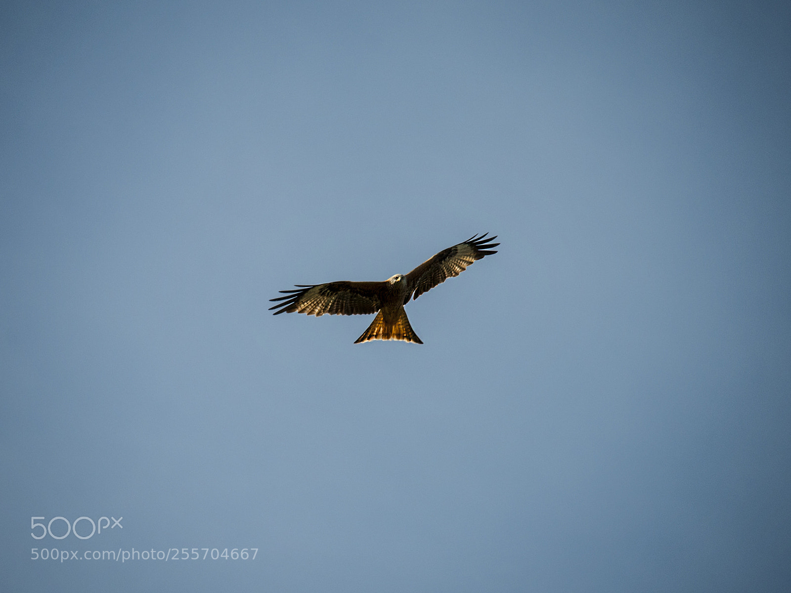 Nikon D300 sample photo. Red kite photography