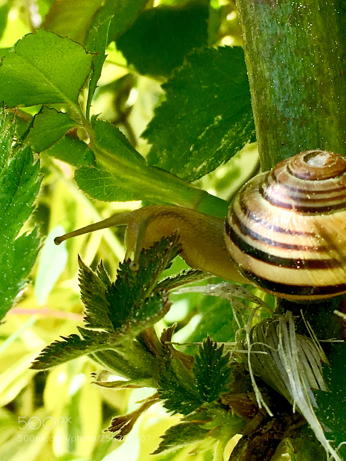 Apple iPhone SE sample photo. Schneckenalarm? photography
