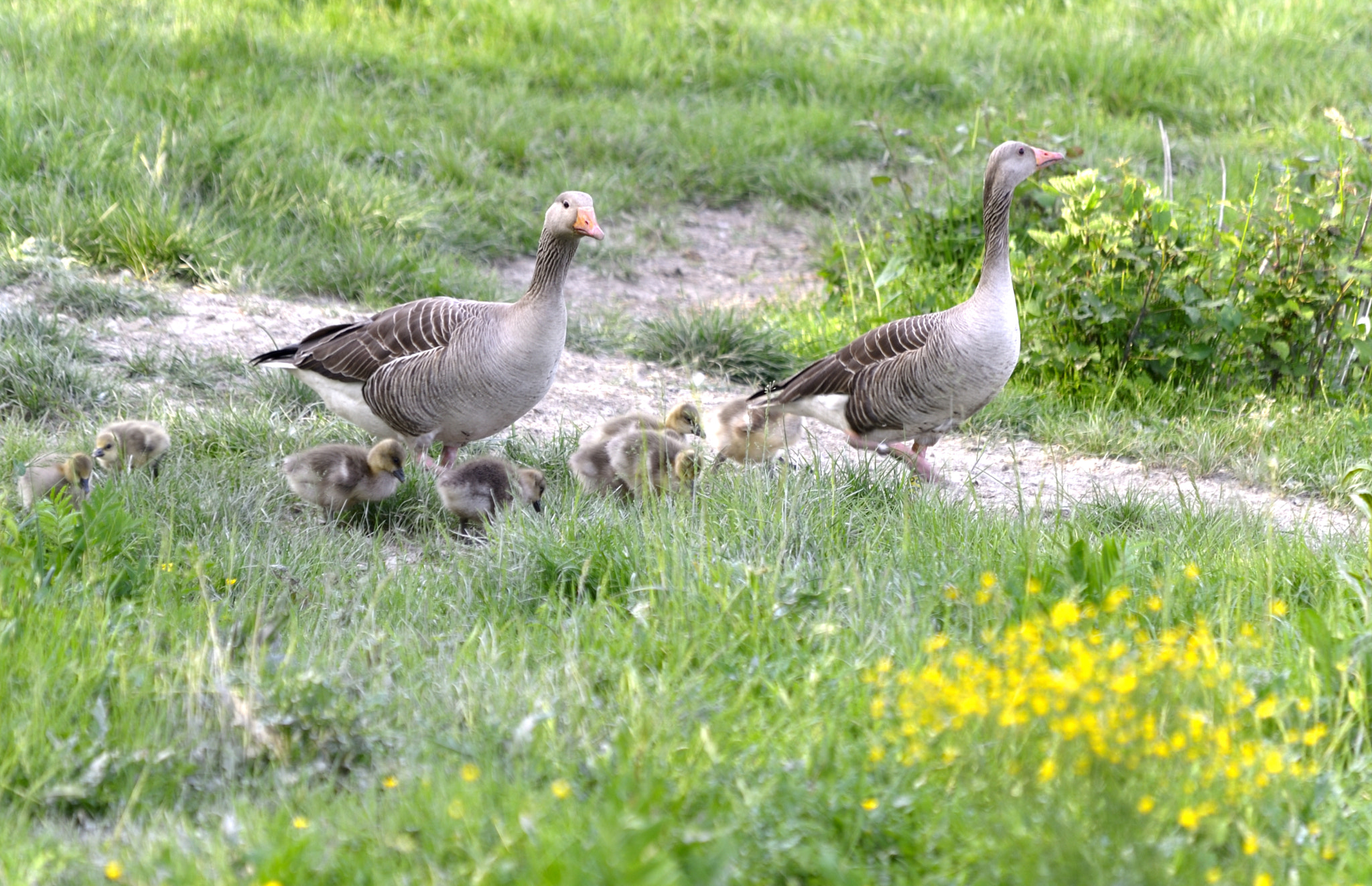 Nikon D3 sample photo. Dp photography