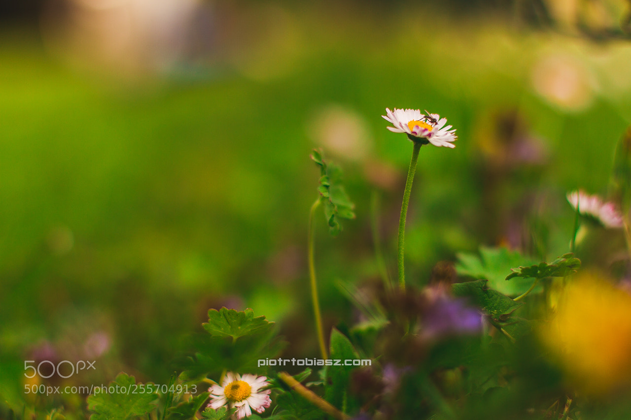 Canon EOS 7D sample photo. Flower. photography