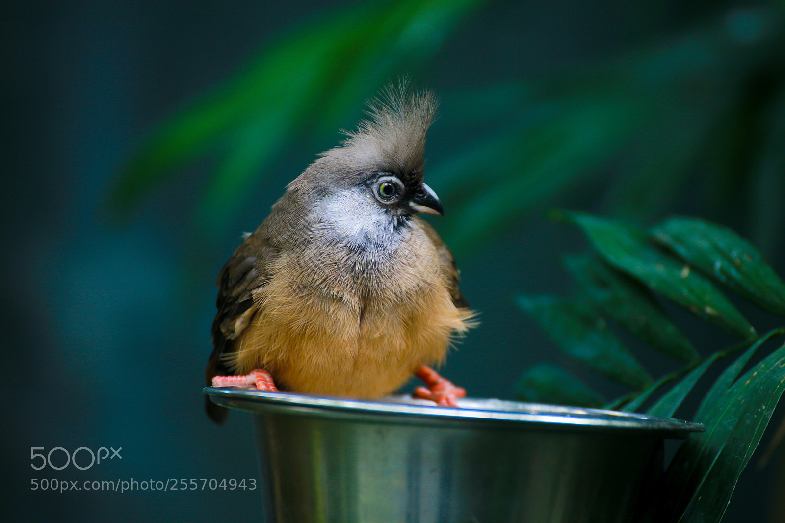 Canon EOS 6D sample photo. Birdy photography