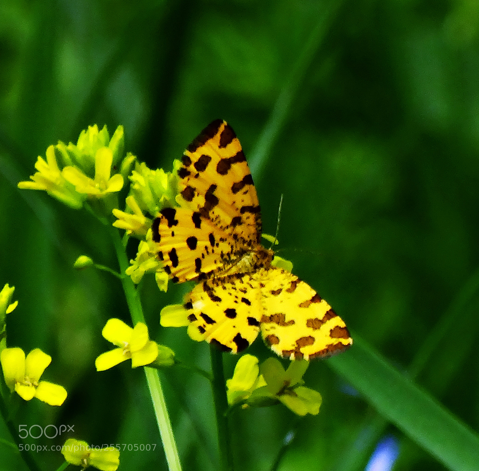 Sony Cyber-shot DSC-HX300 sample photo. Butterfly spring photography