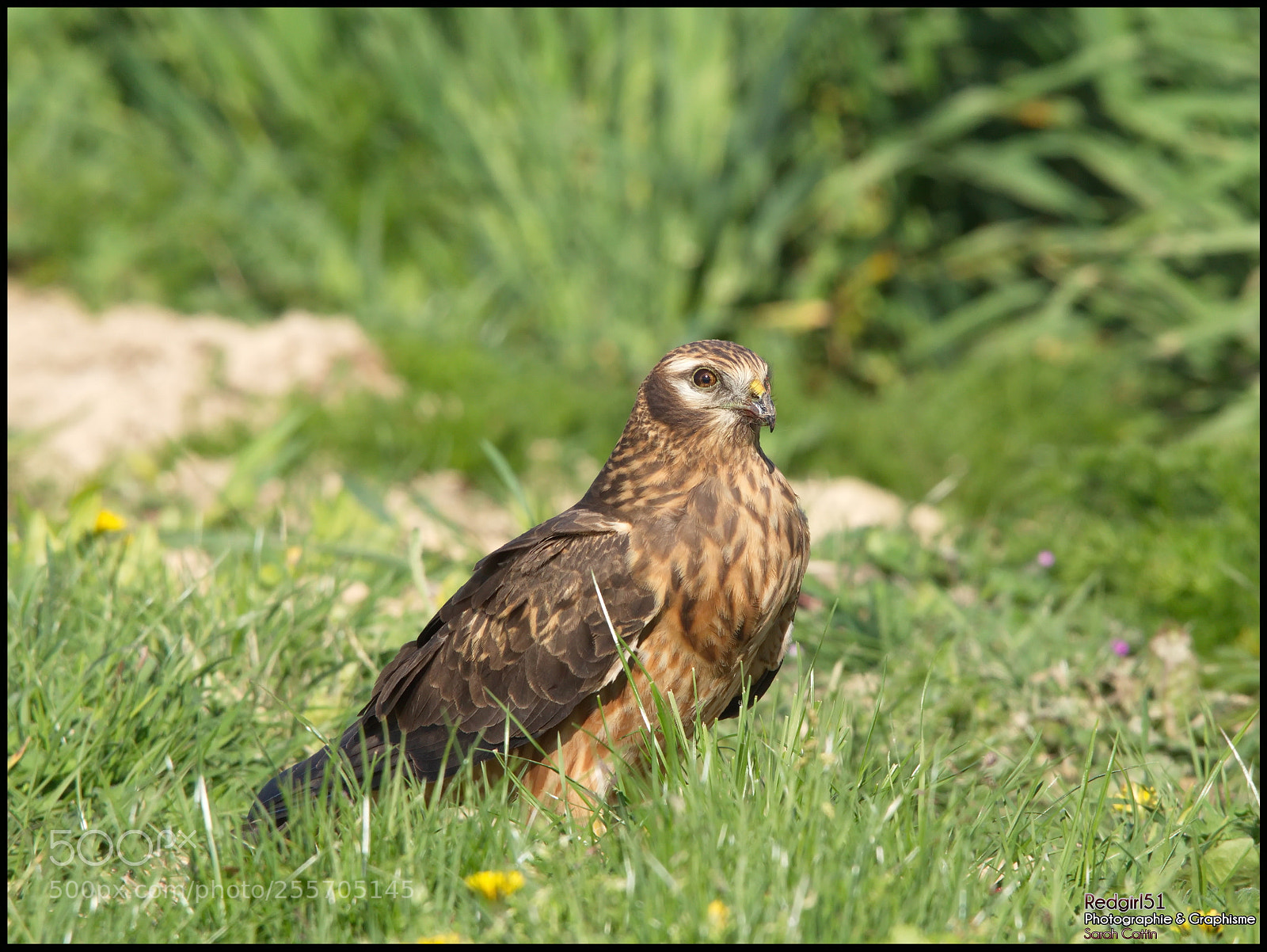 Canon EOS 700D (EOS Rebel T5i / EOS Kiss X7i) sample photo. Busard cendr femelle photography