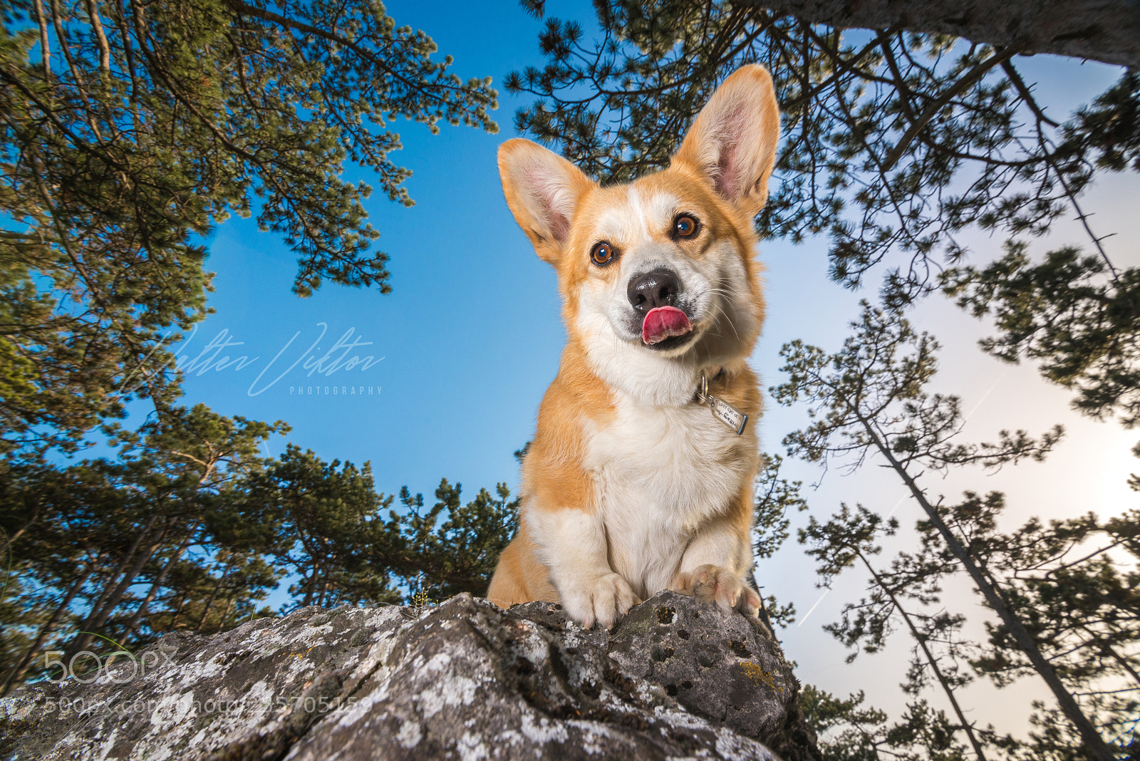 Nikon D610 sample photo. Brittany photography
