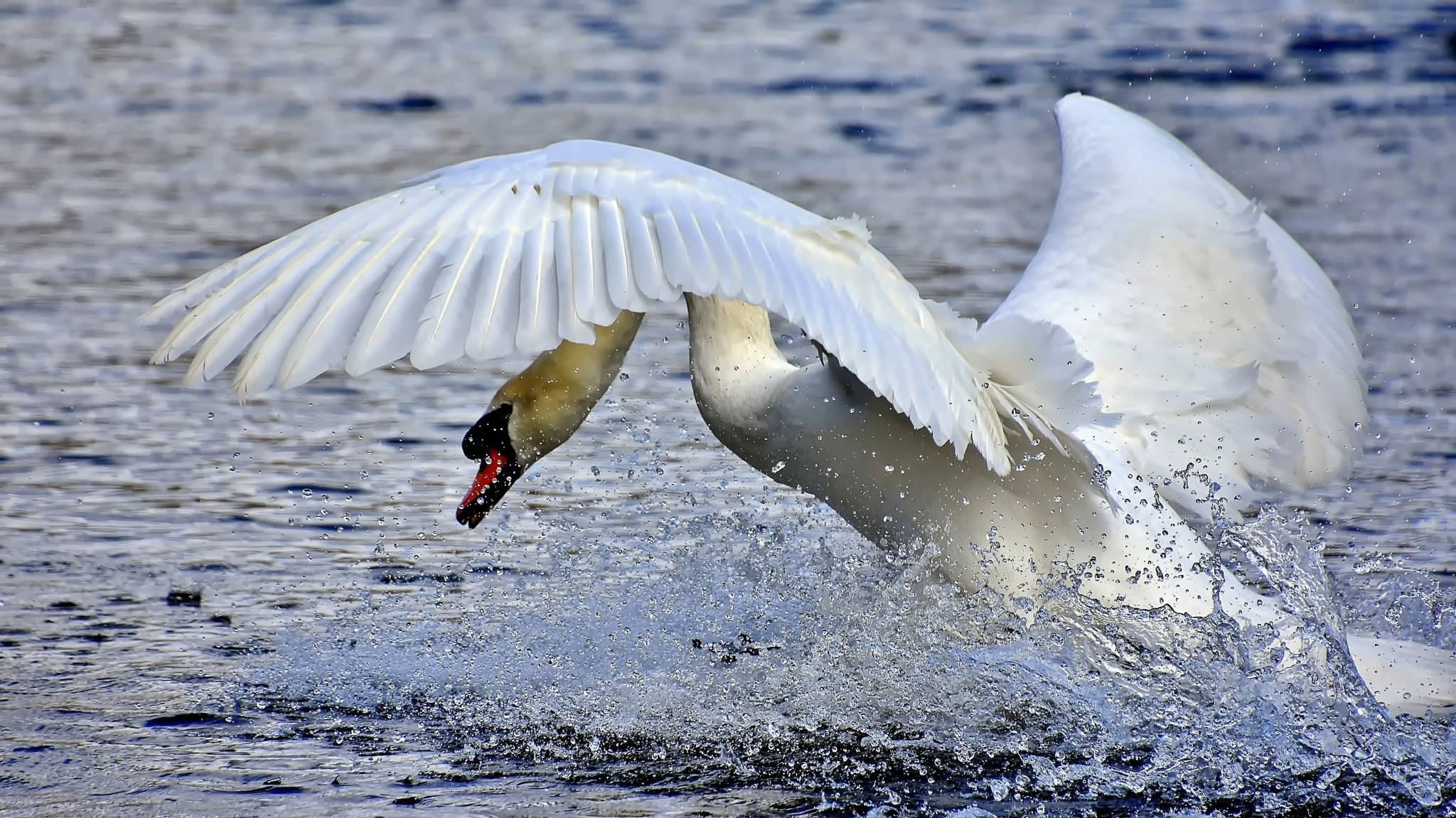 Nikon D7200 sample photo. Attack, attack, attack... photography