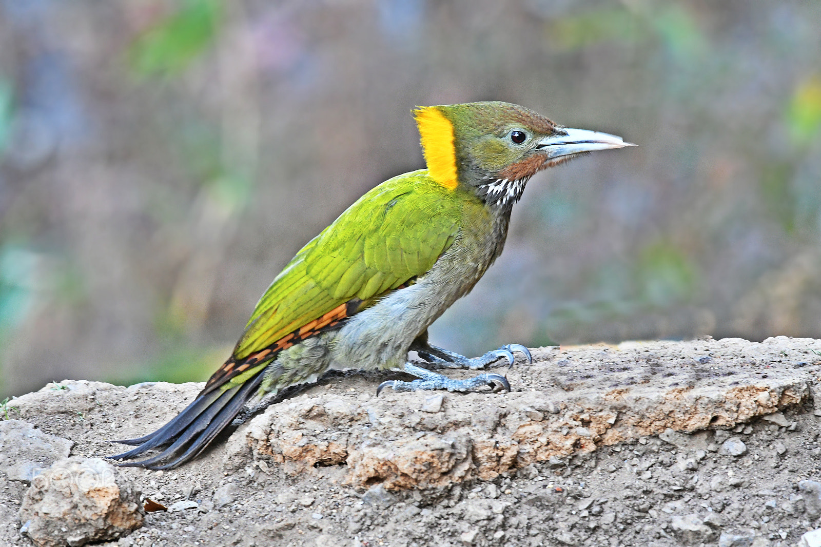 Nikon AF-S Nikkor 200-500mm F5.6E ED VR sample photo. Greater yellownape photography