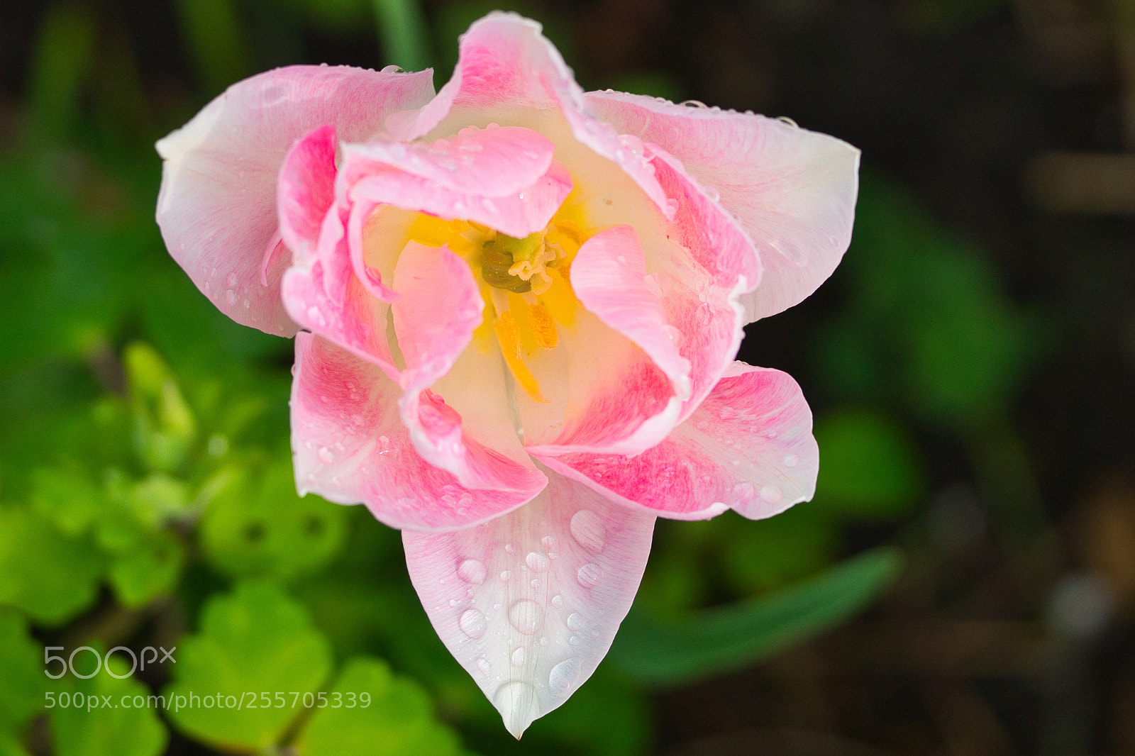 Sony a7 sample photo. After the rain photography