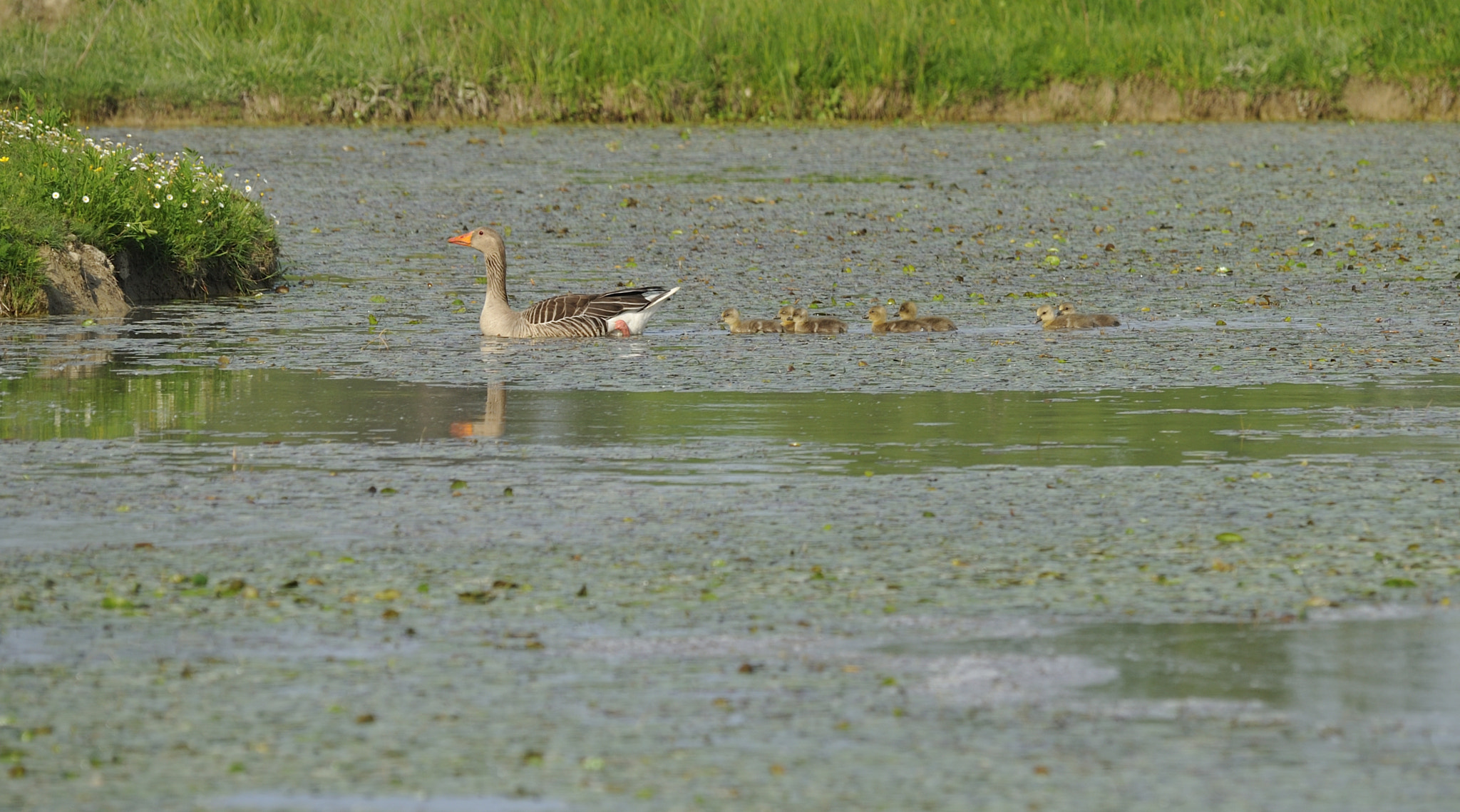 Nikon D3 + Sigma 150-500mm F5-6.3 DG OS HSM sample photo. Dp photography