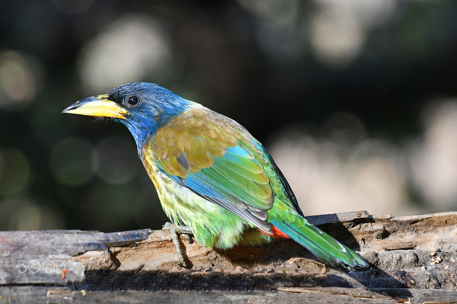 Nikon AF-S Nikkor 200-500mm F5.6E ED VR sample photo. Great barbet photography