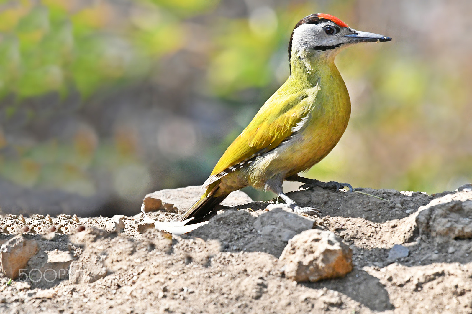 Nikon AF-S Nikkor 200-500mm F5.6E ED VR sample photo. Slaty headed woodpecker photography