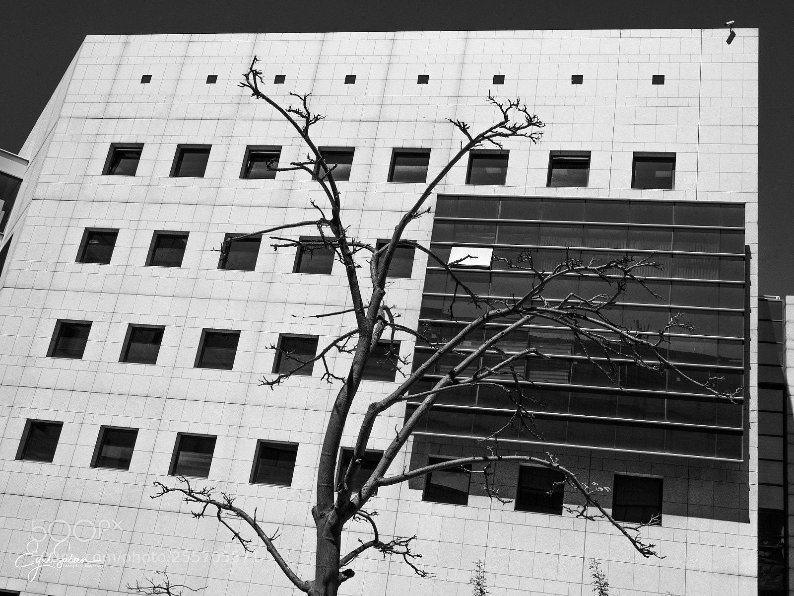 Olympus OM-D E-M5 II sample photo. P4220600.jpg photography