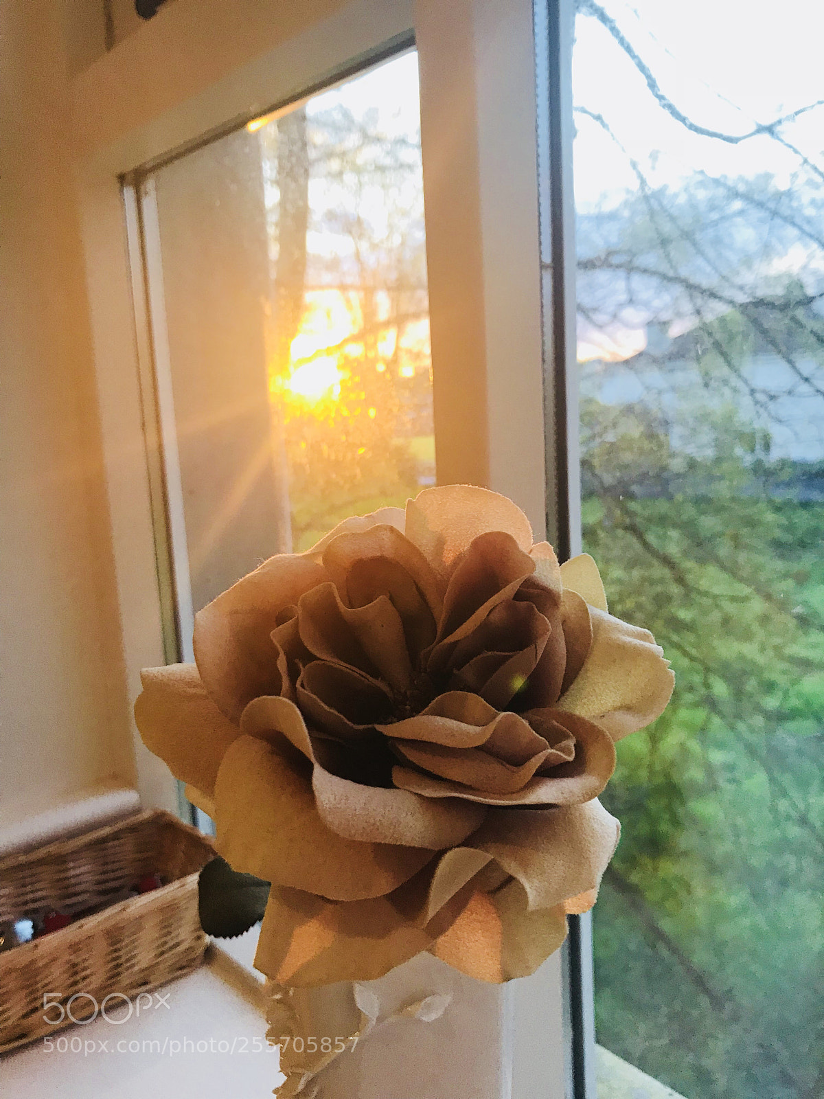 Apple iPhone 7 sample photo. Sun behind the rose photography