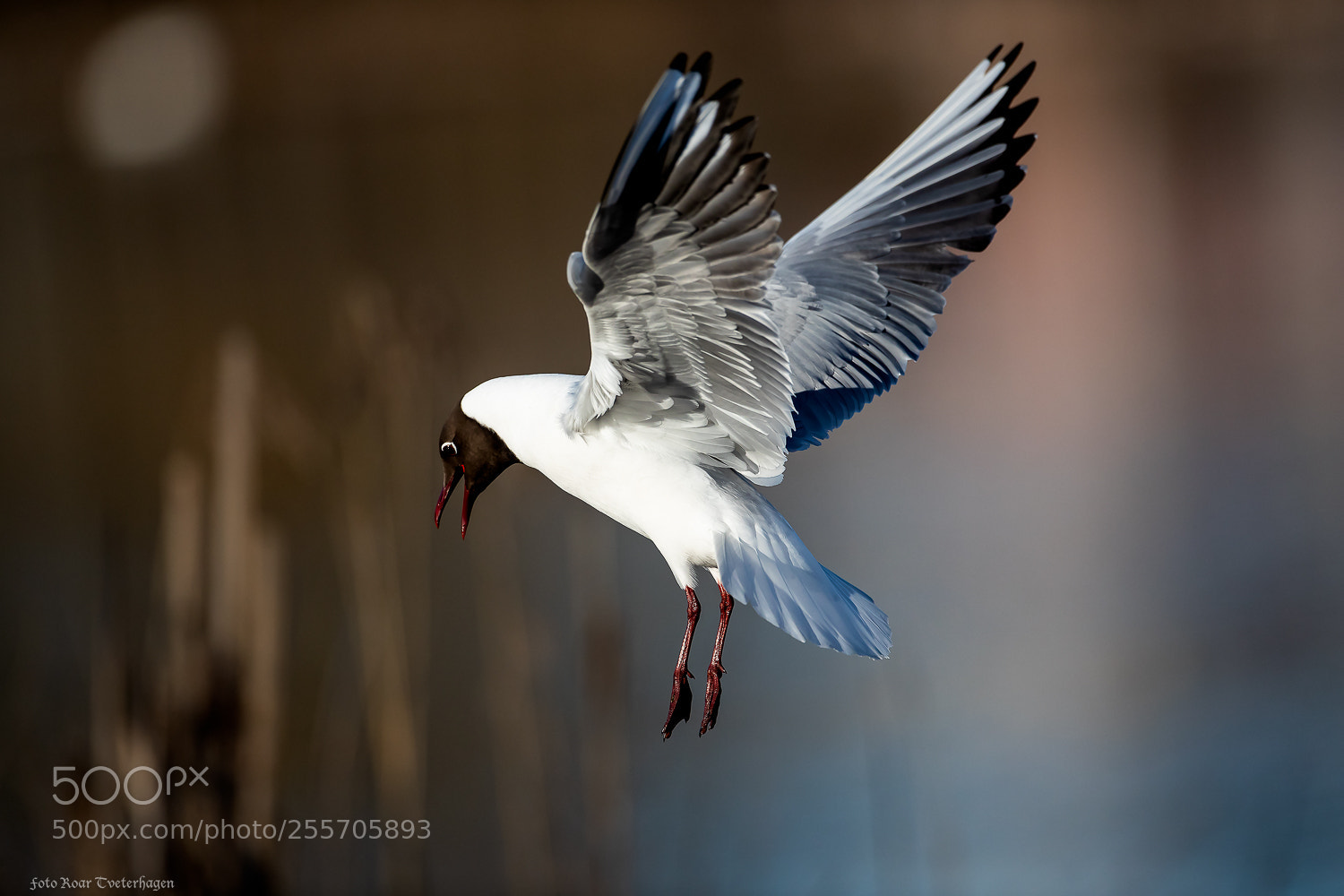 Canon EOS-1D X Mark II sample photo. Black-headed gull photography