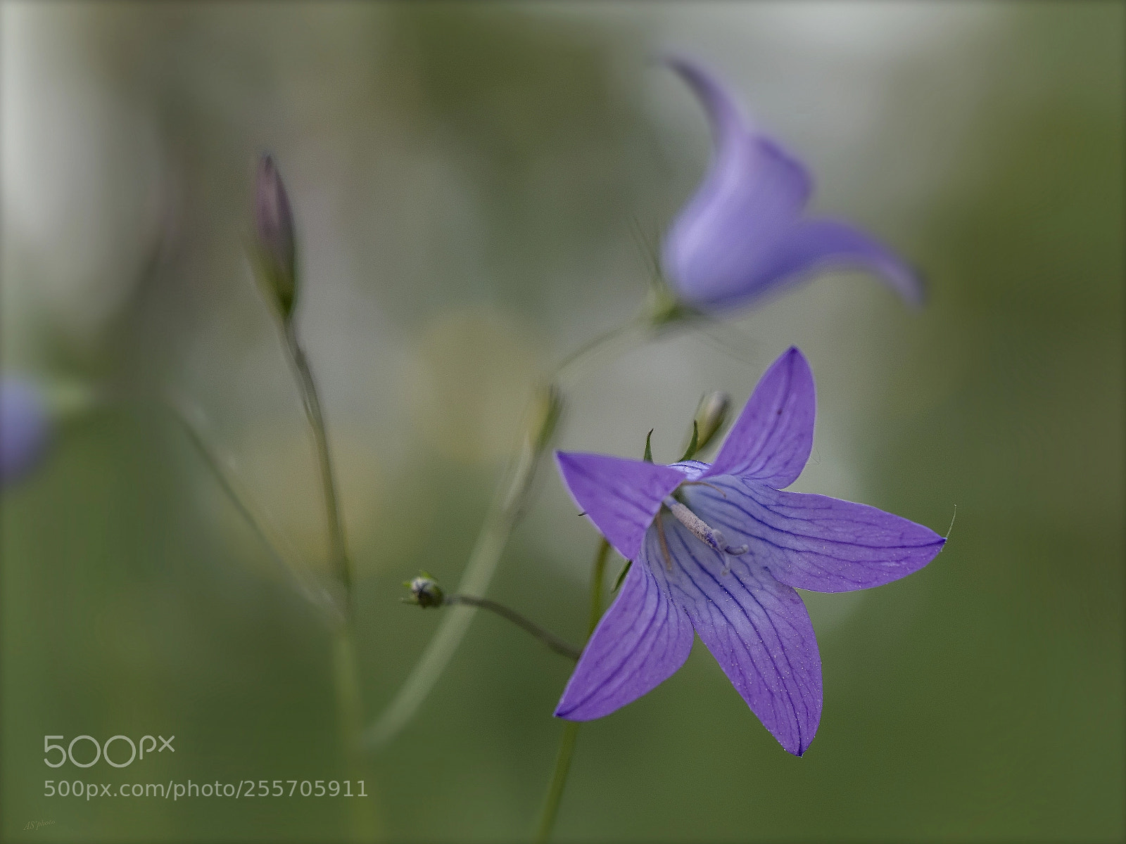 Olympus OM-D E-M1 Mark II sample photo. Bellflower photography