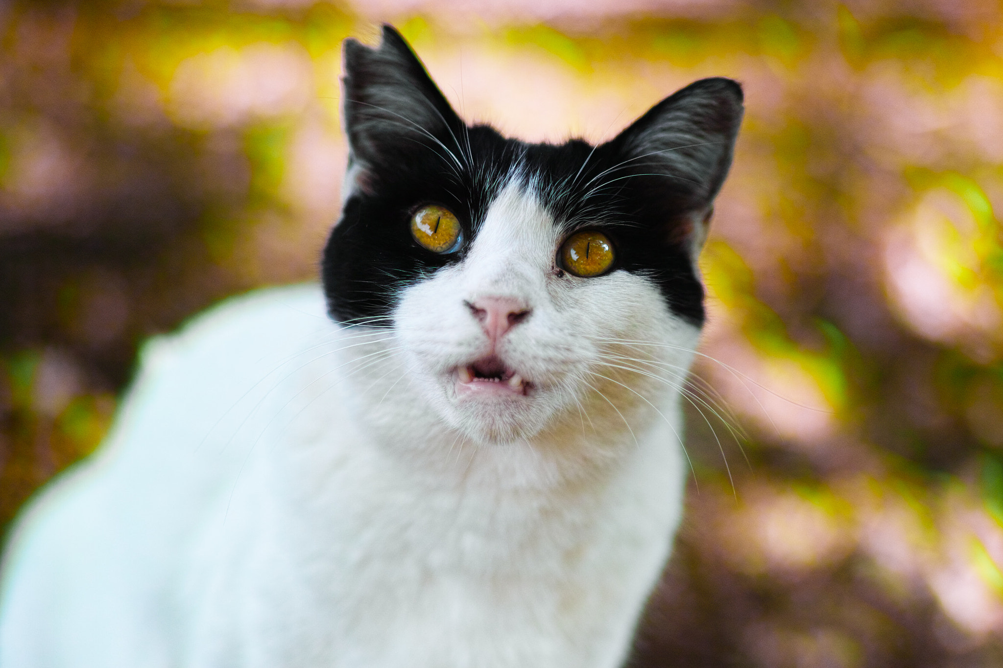 Sigma SD1 Merrill + Sigma 85mm F1.4 EX DG HSM sample photo. Cat every day photography