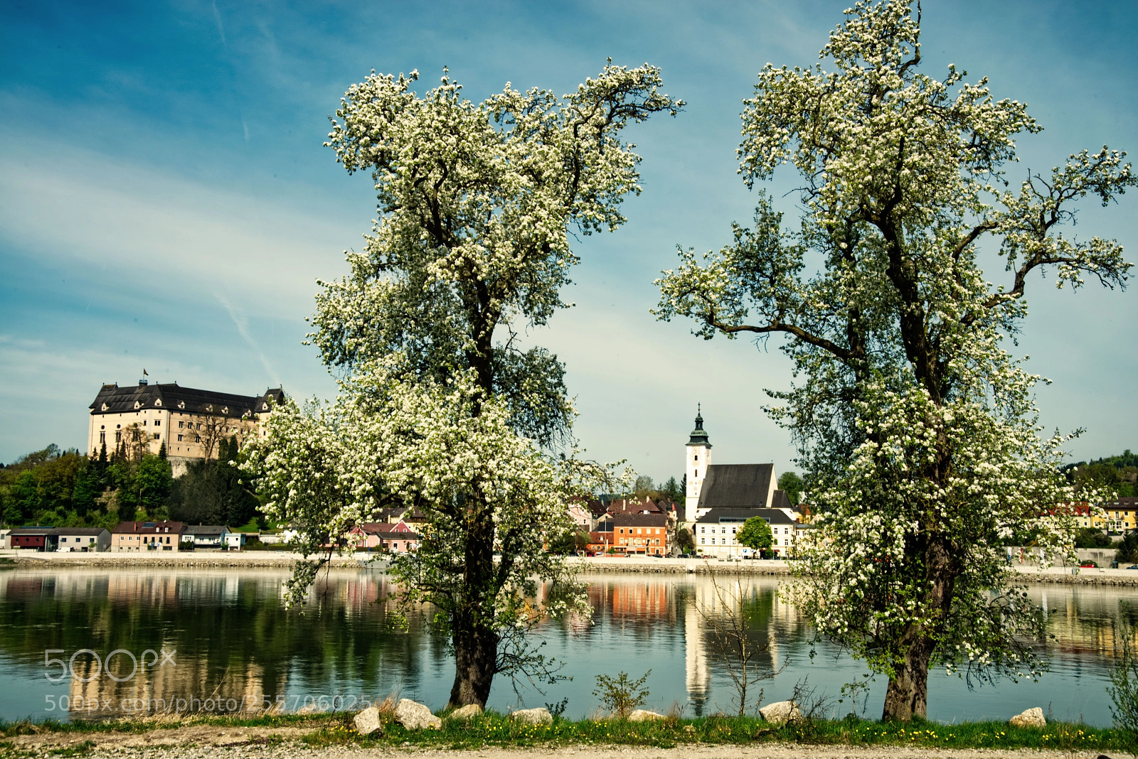 Nikon D800 sample photo. Blooming trees in the photography