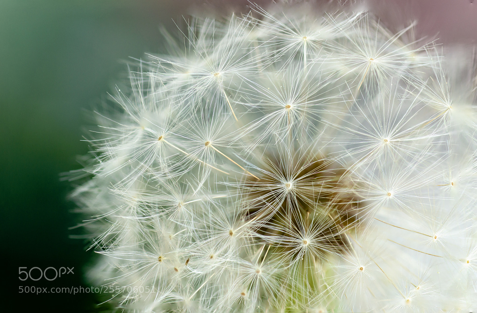 Nikon D3200 sample photo. Dandelion detail photography