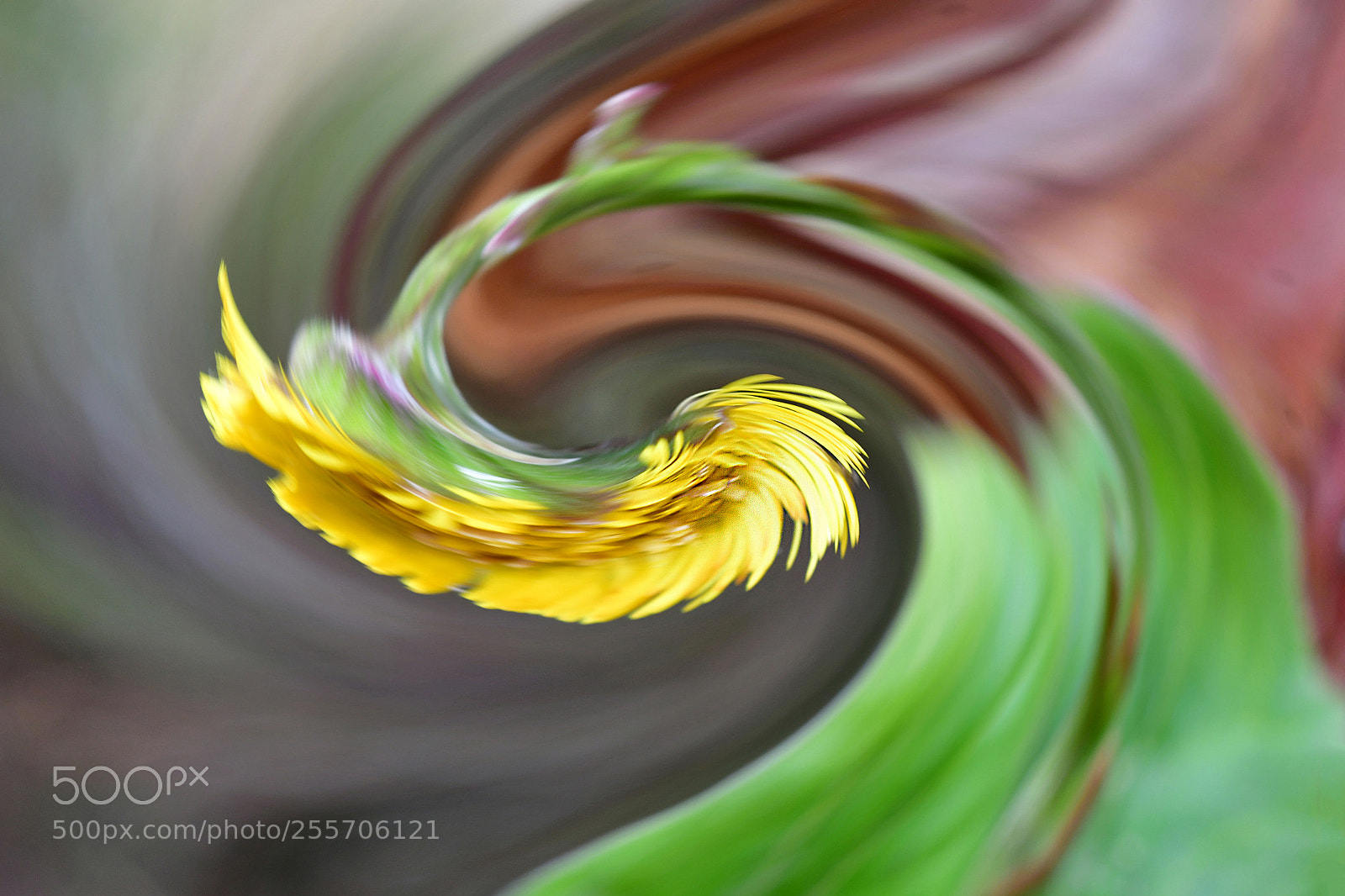 Nikon D500 sample photo. Swirl photography