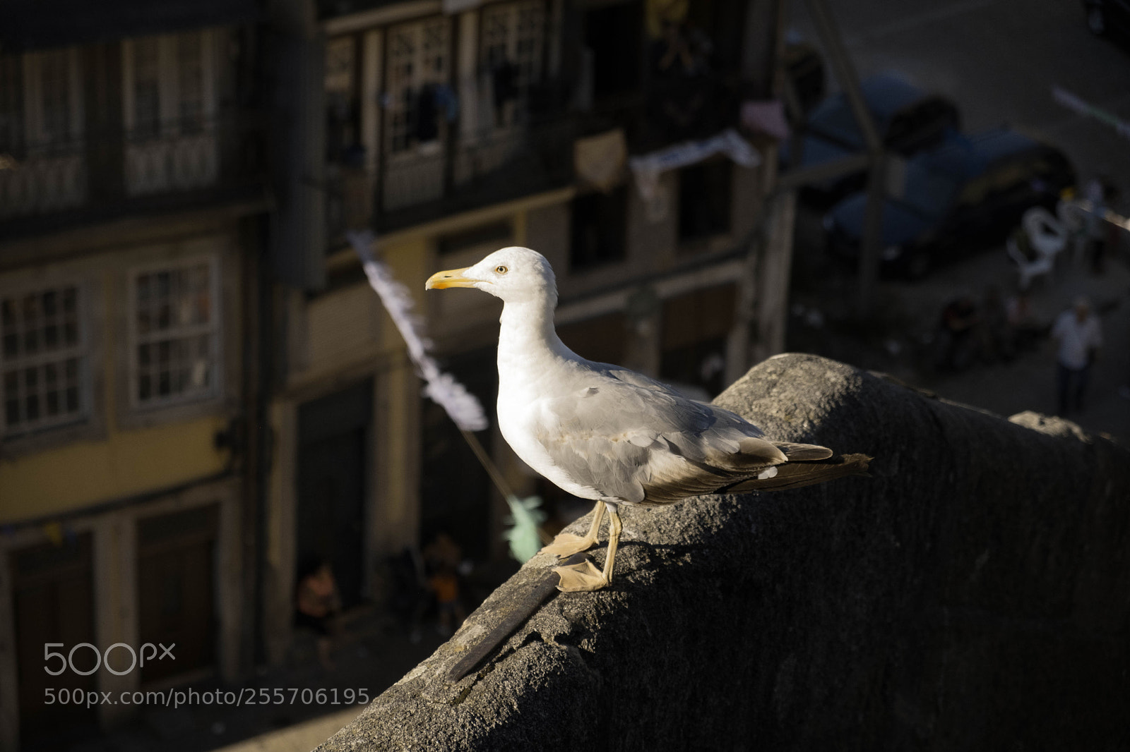 Fujifilm X-T2 sample photo. Bird and sun photography