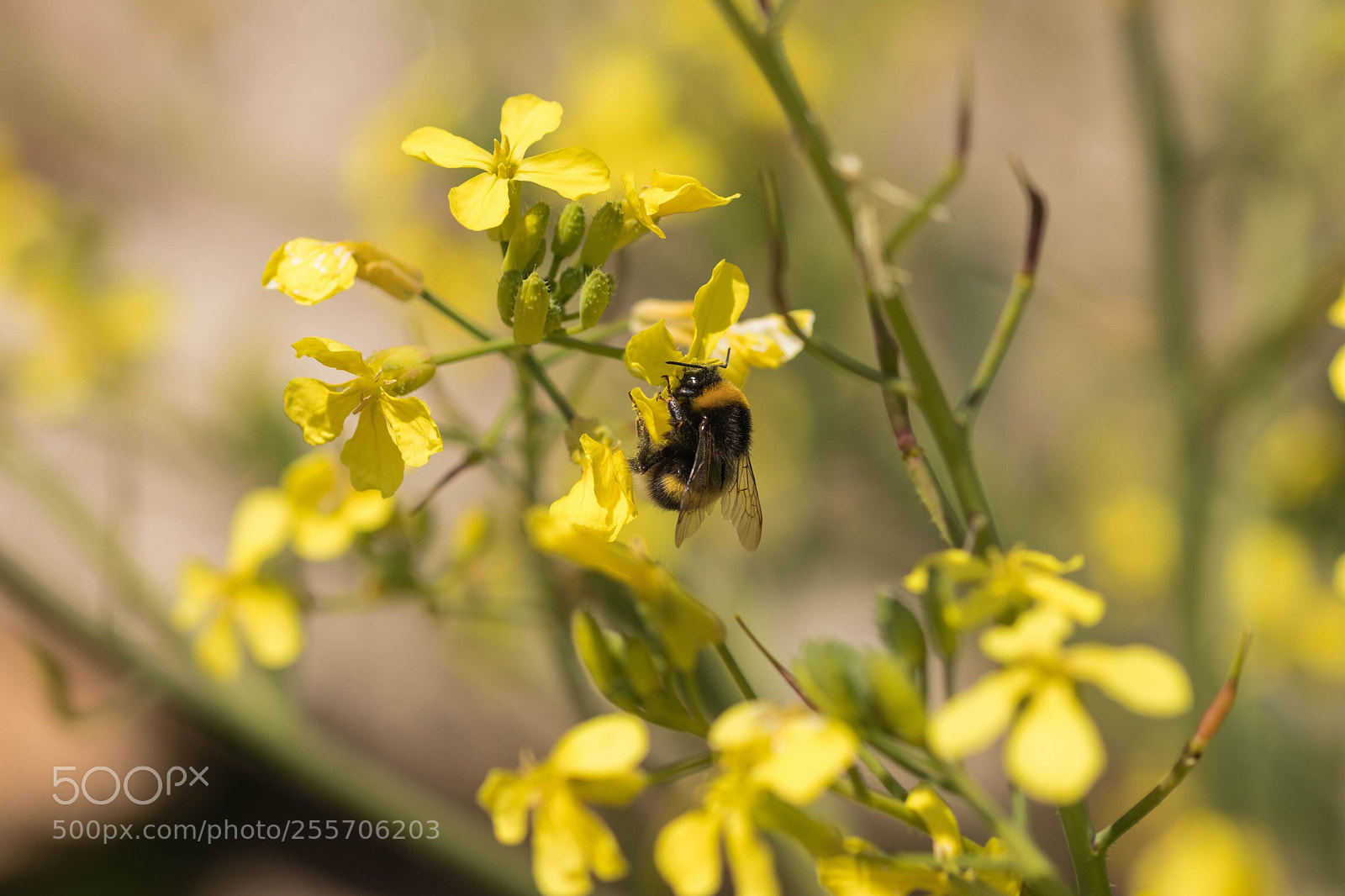 Canon EOS 80D sample photo. Le printemps !! photography