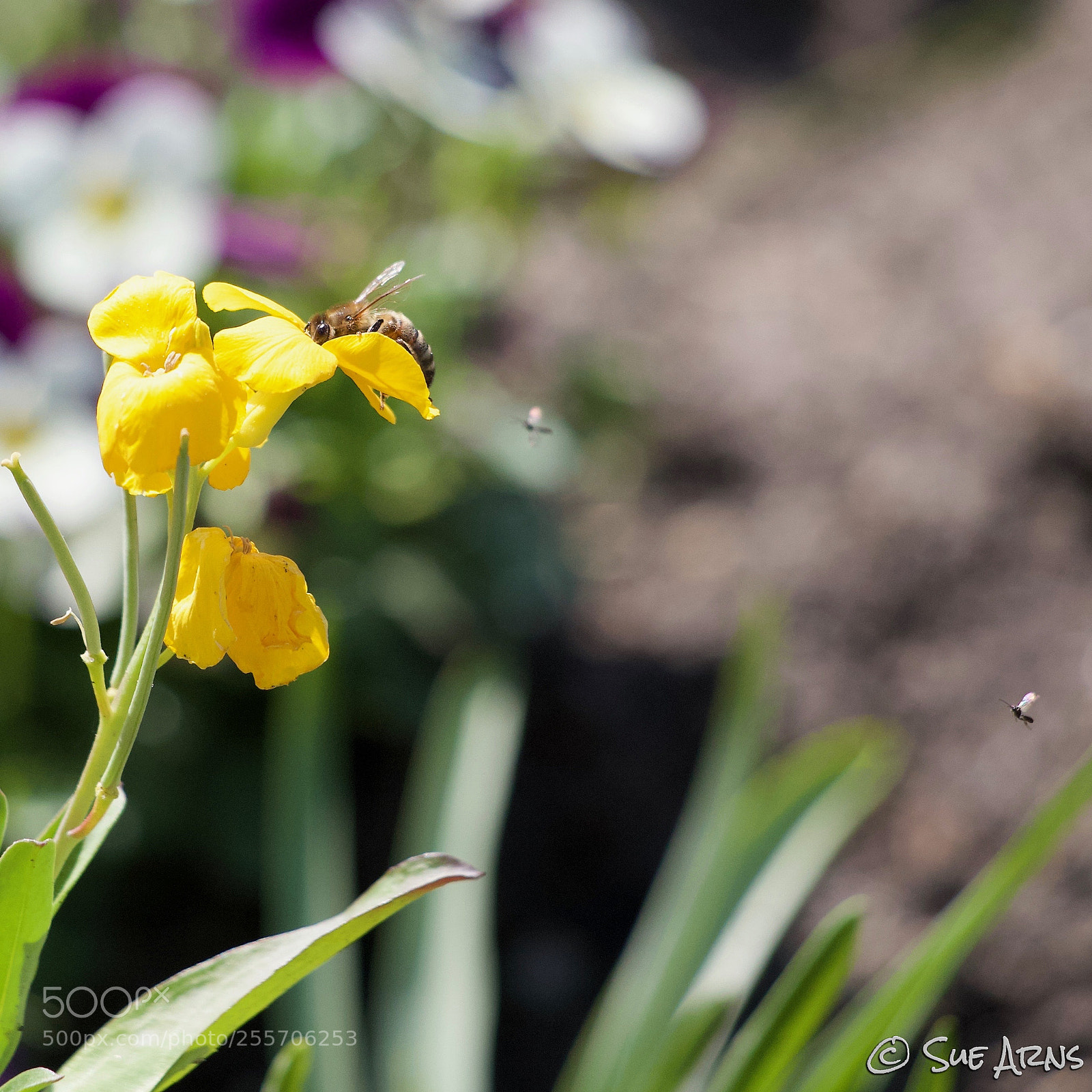 Canon EOS 6D sample photo. 3 bees doing their job photography