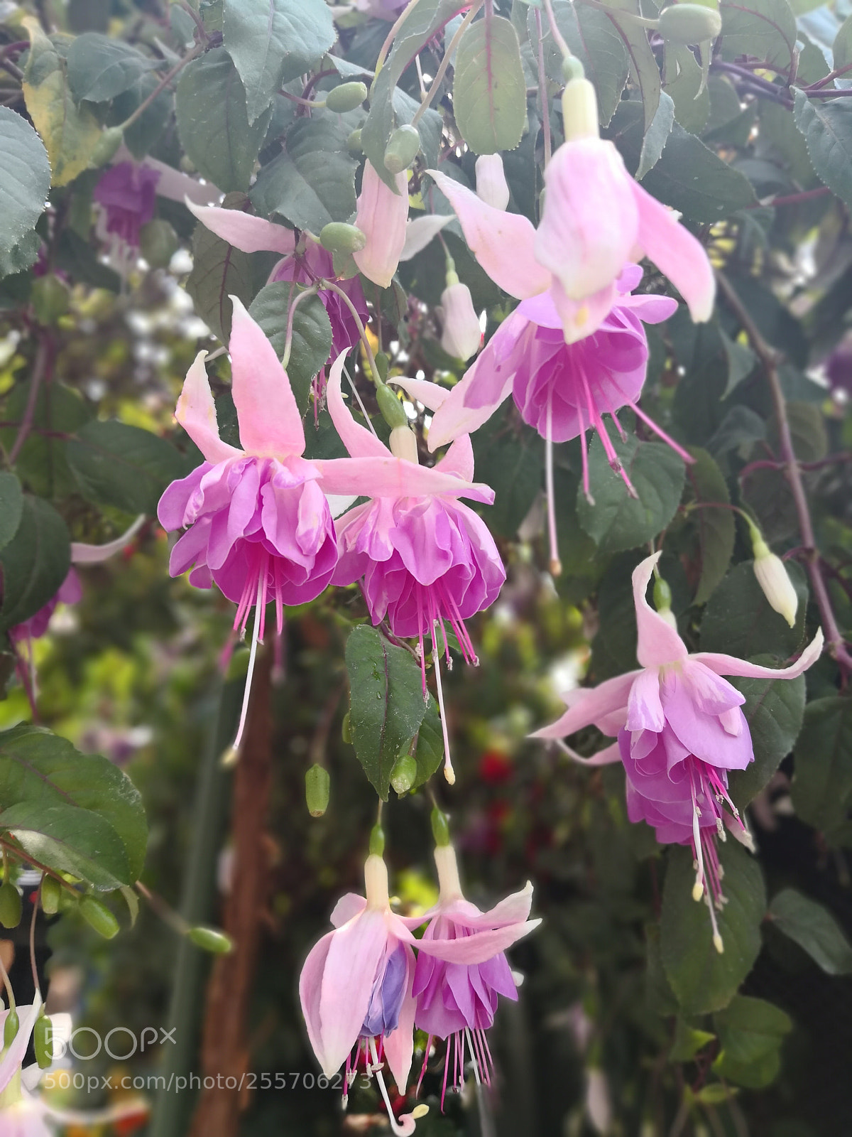 HUAWEI Mate 10 Pro sample photo. Hanging bells... photography