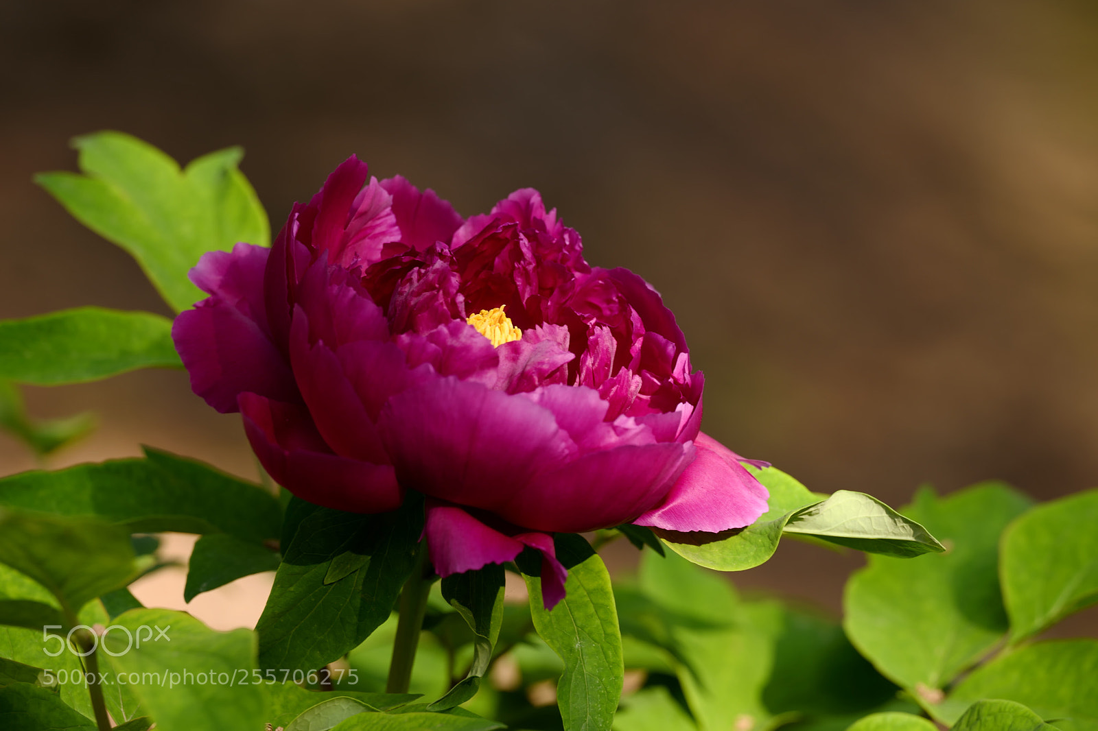 Leica SL (Typ 601) sample photo. Untitled photography