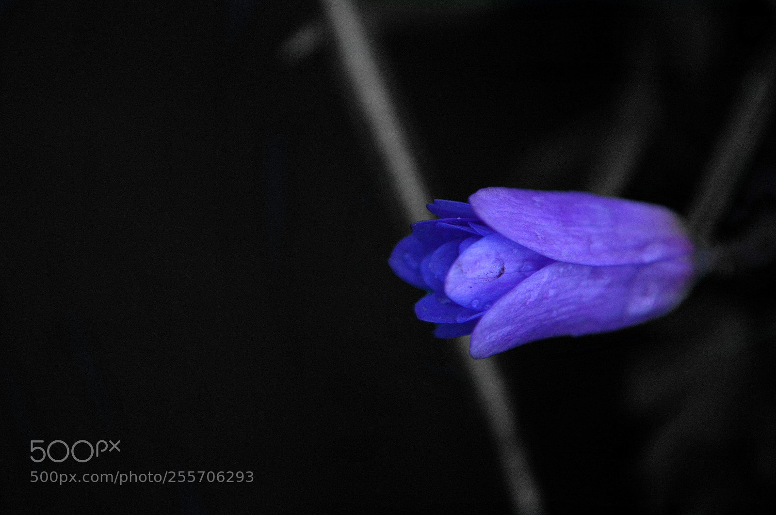 Nikon D3200 sample photo. Black white purple flower photography