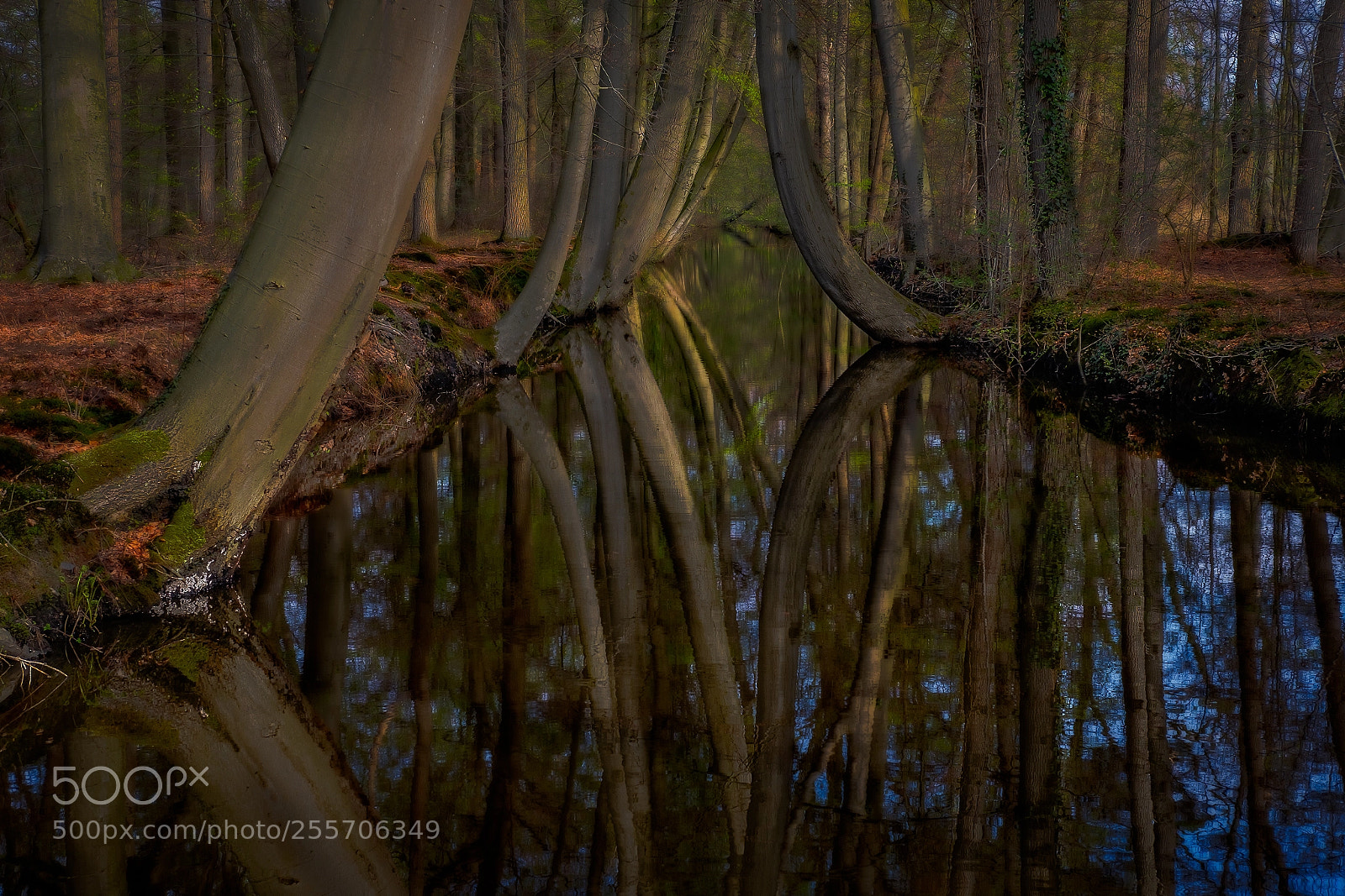 Fujifilm X-T2 sample photo. The curved trees photography