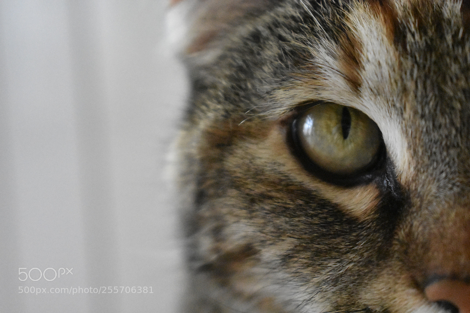 Nikon D3400 sample photo. Kitten photography