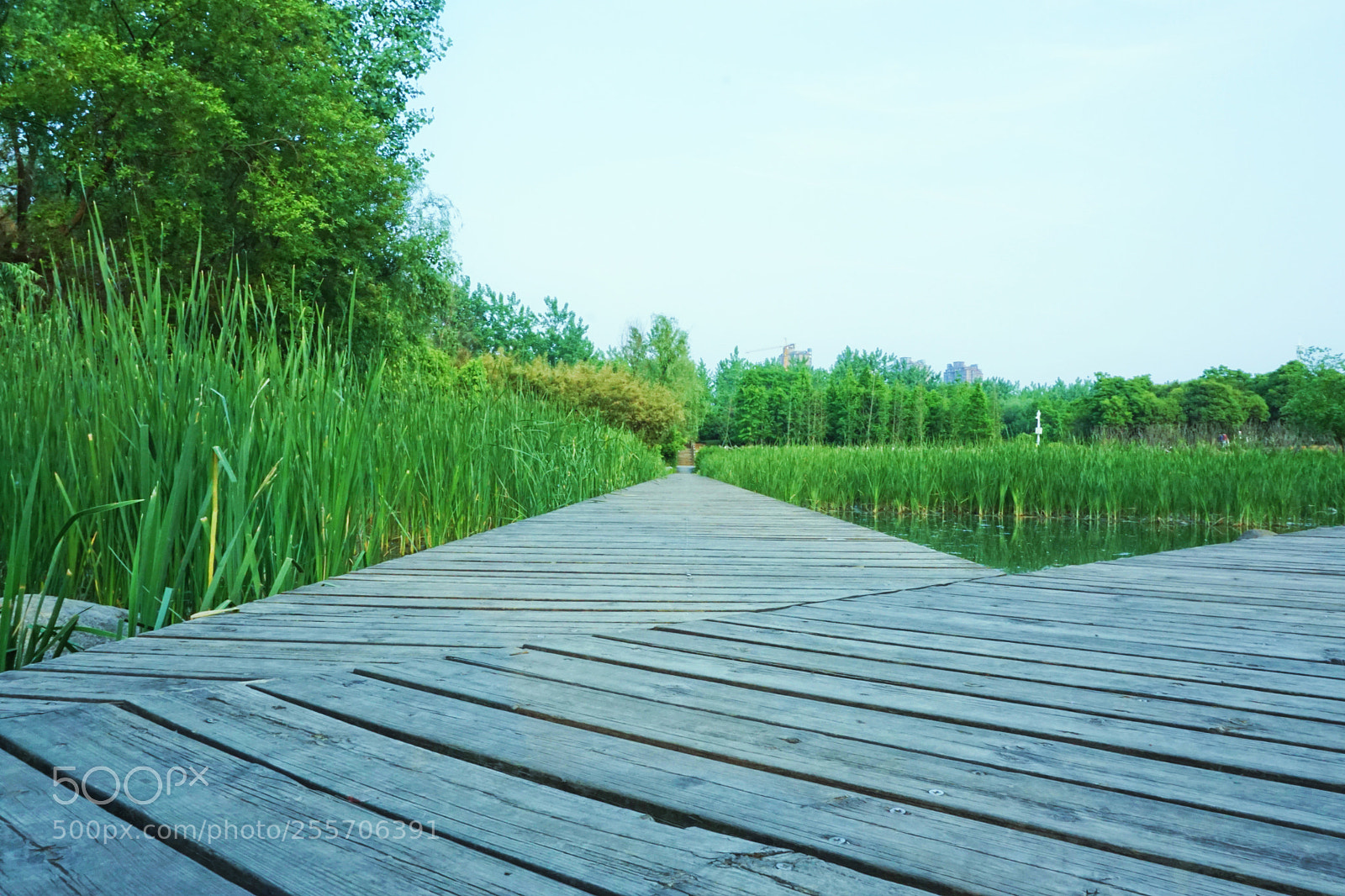 Sony E 16-50mm F3.5-5.6 PZ OSS sample photo. 青草木栈 photography