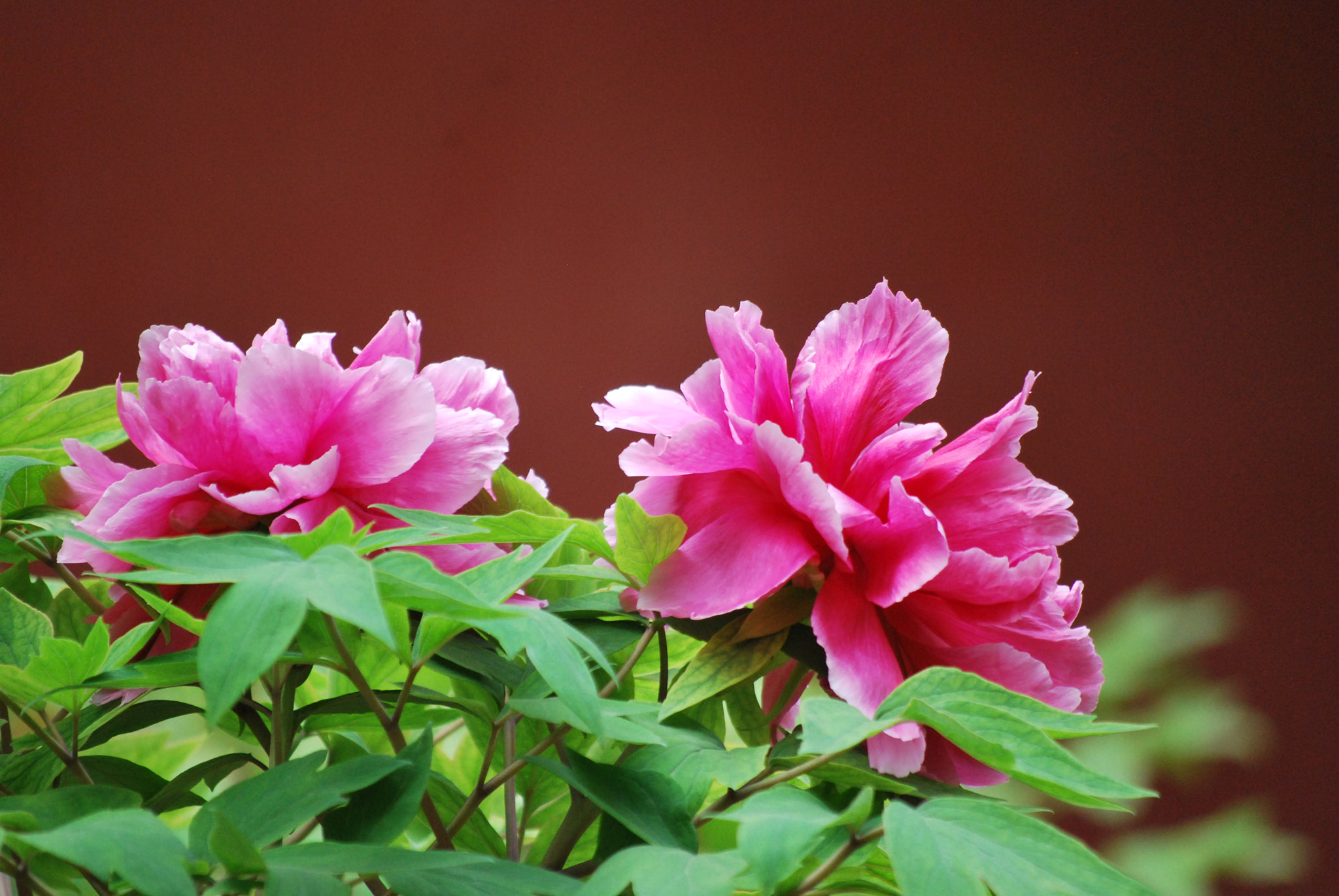 Nikon D60 sample photo. 牡丹 photography