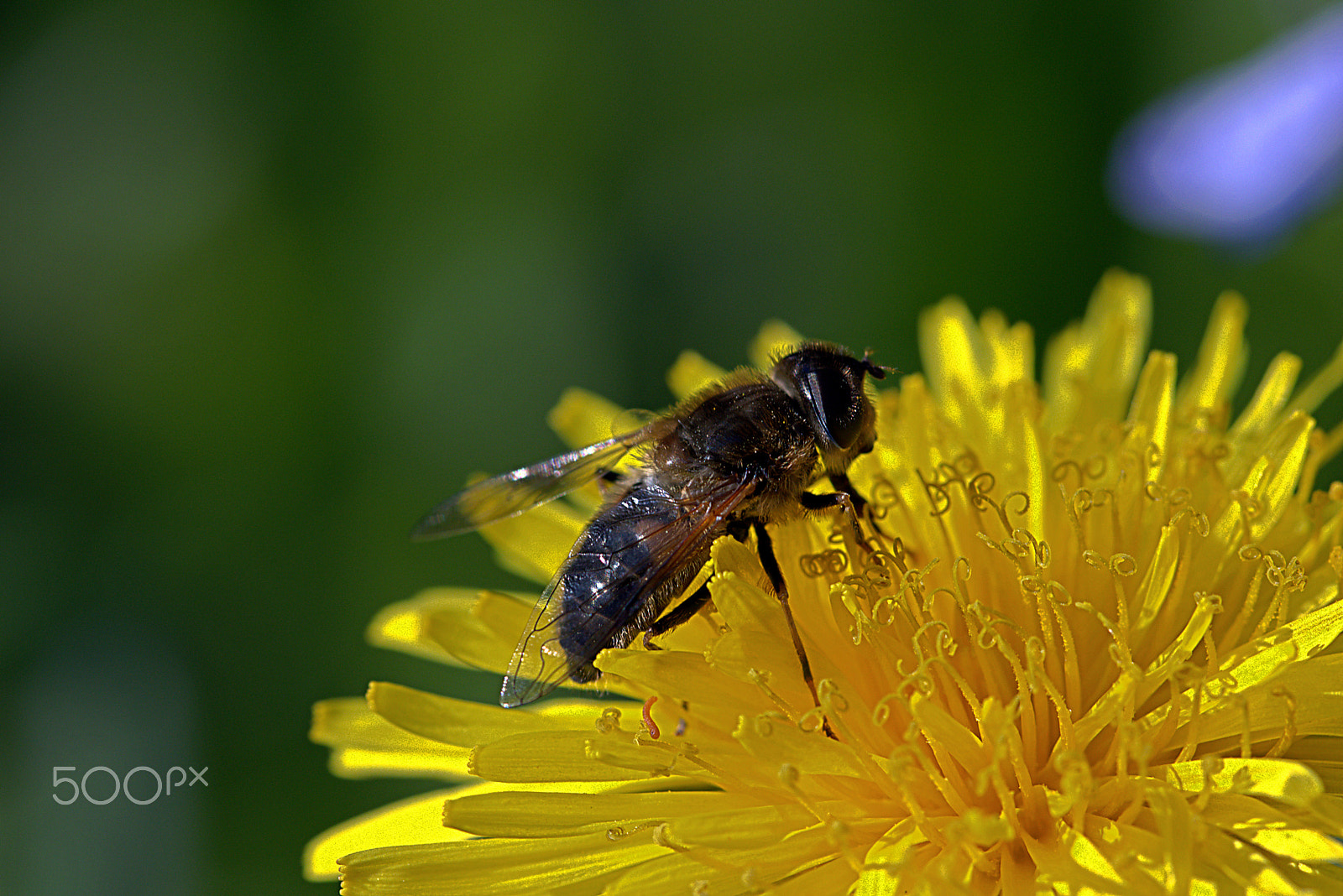 Canon EF 100mm F2.8 Macro USM sample photo. Bee photography