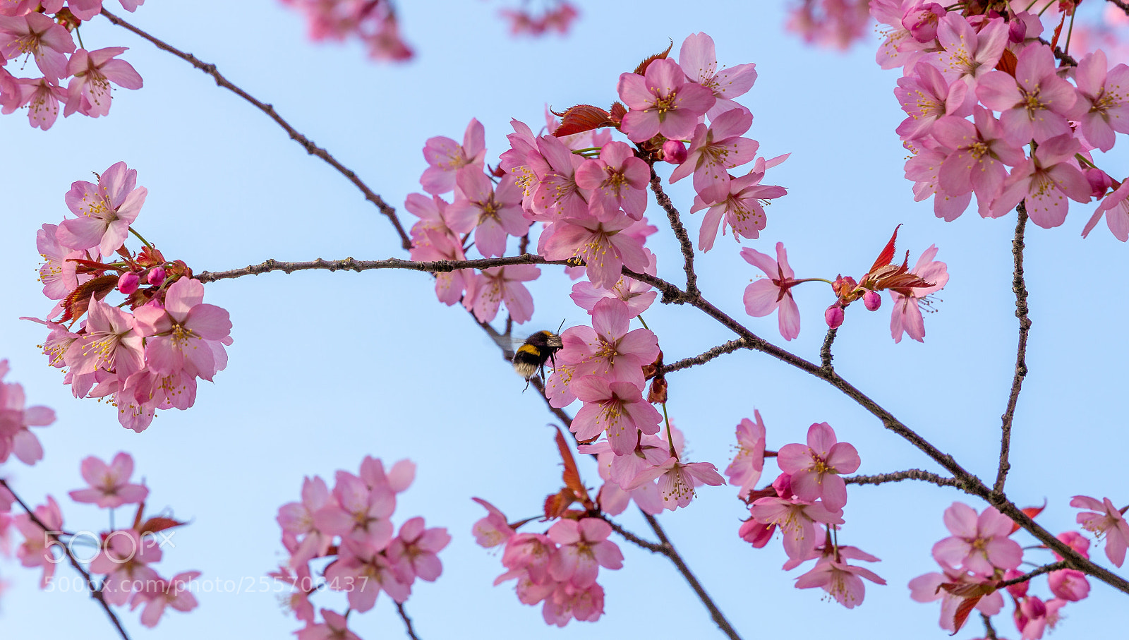 Canon EOS 6D sample photo. Happy bumblebee photography