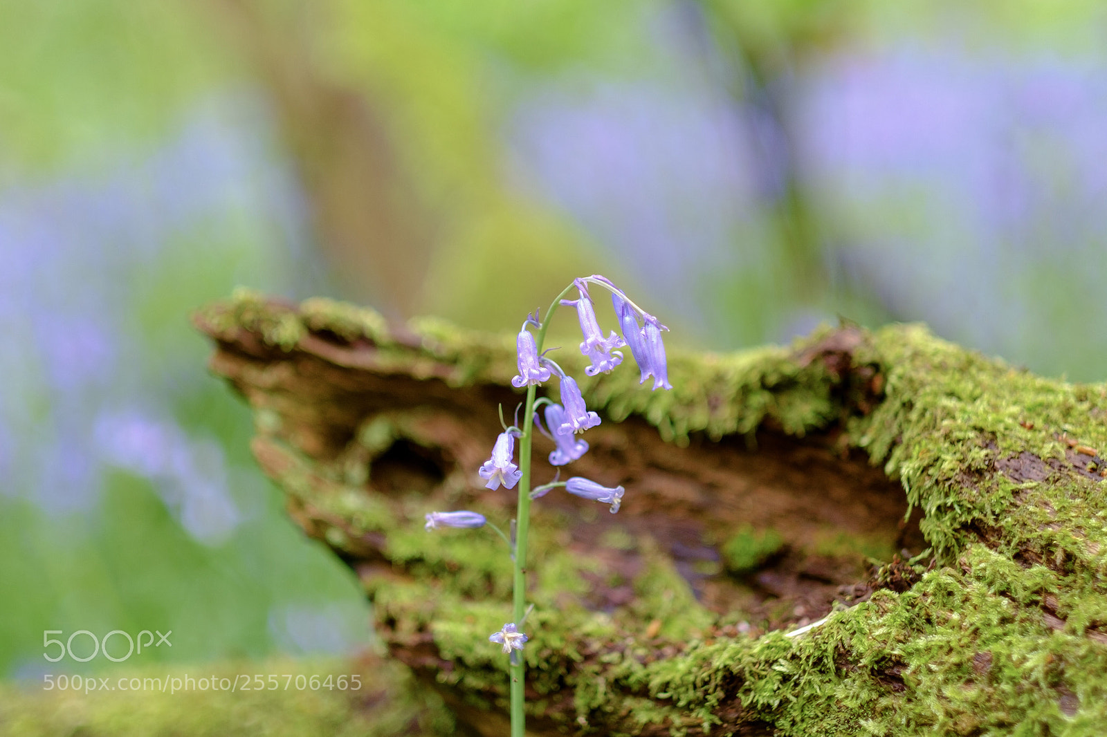 Fujifilm X-Pro1 sample photo. Blurbell photography