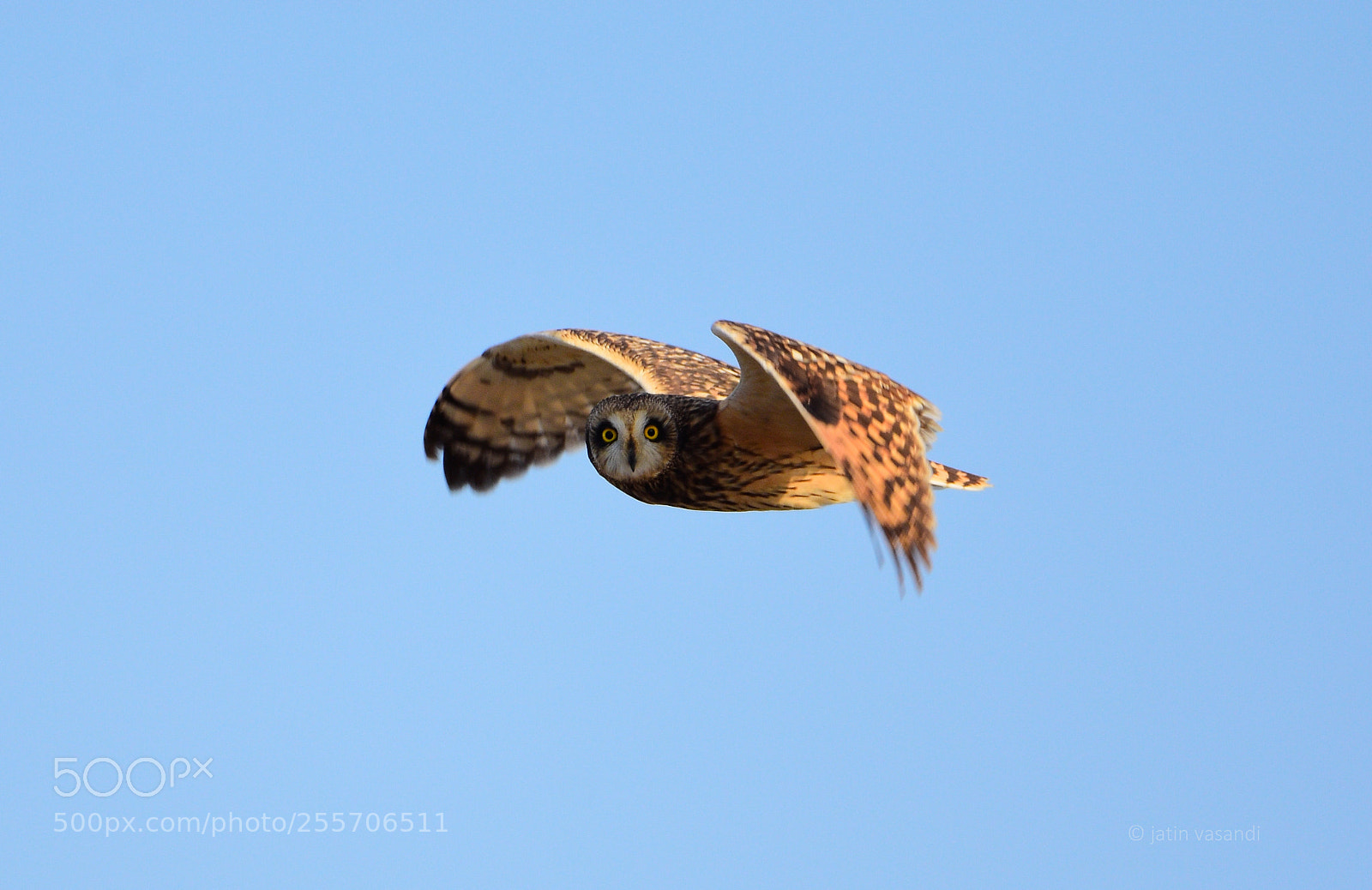 Nikon D7200 sample photo. Short eared owl photography