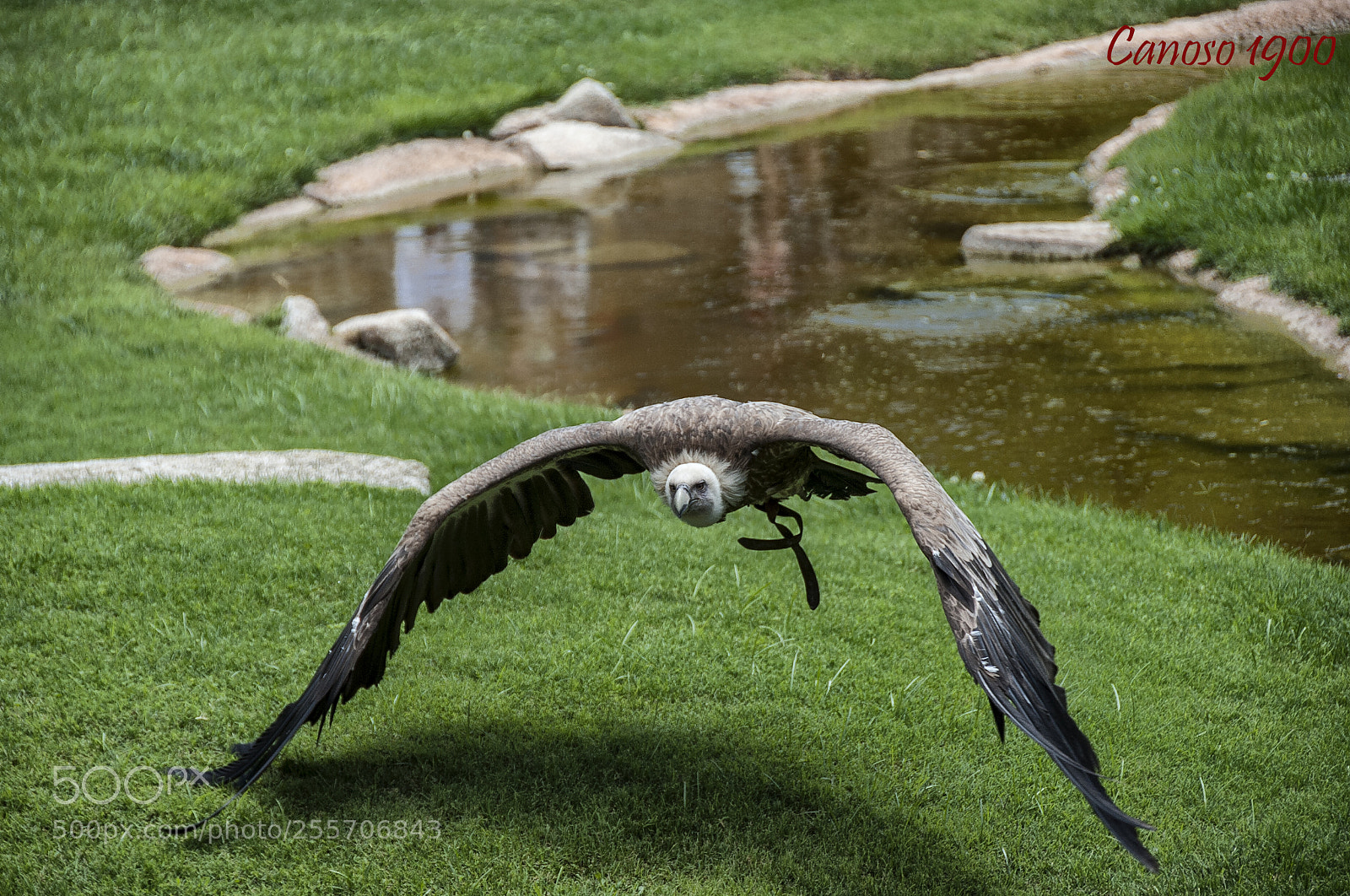 Nikon D700 sample photo. Al vuelo photography