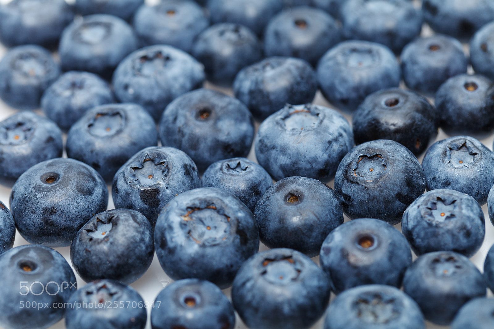 Canon EOS 5D Mark II sample photo. Blueberry berries isolated on photography