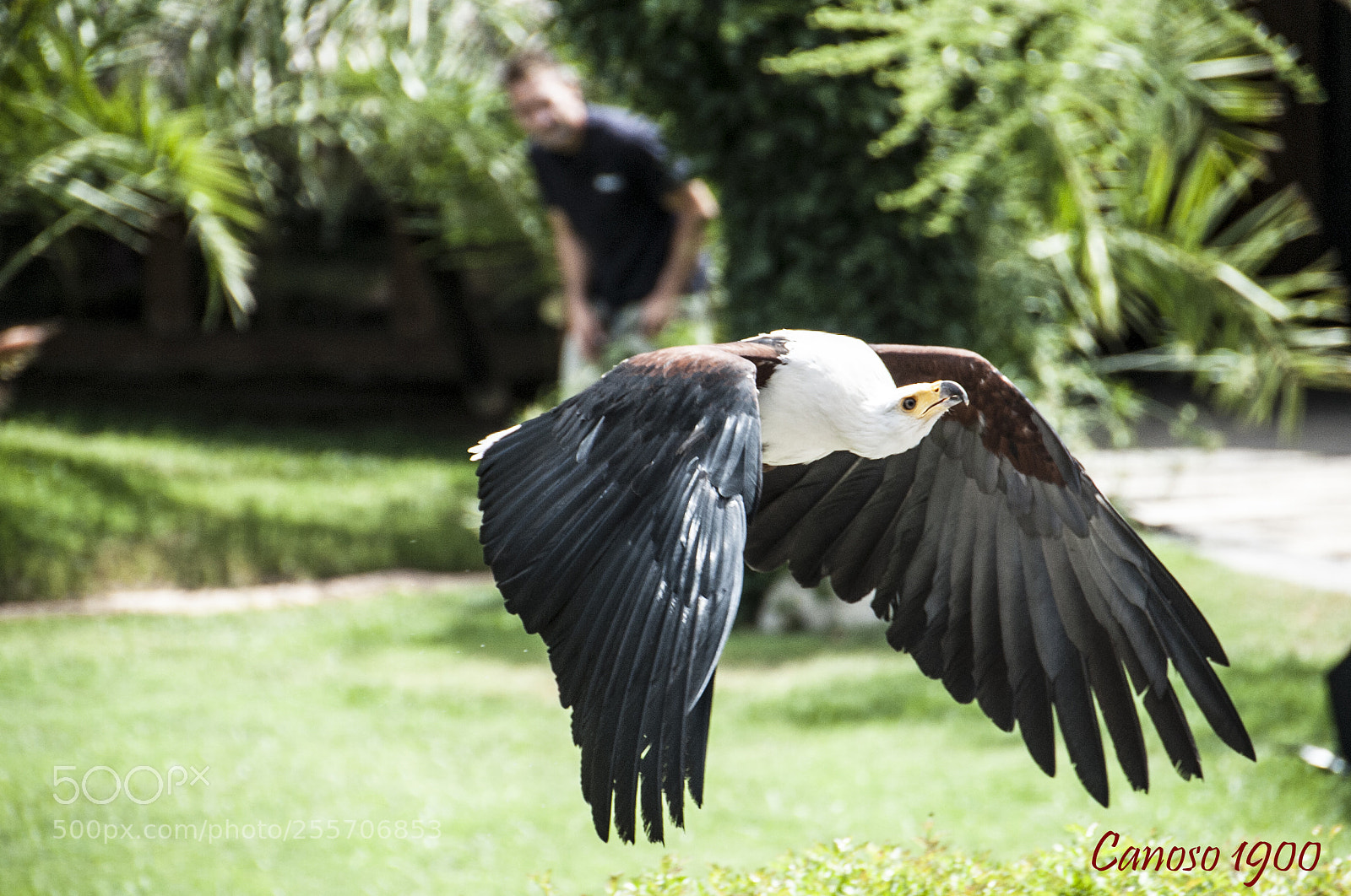 Nikon D700 sample photo. Al vuelo photography