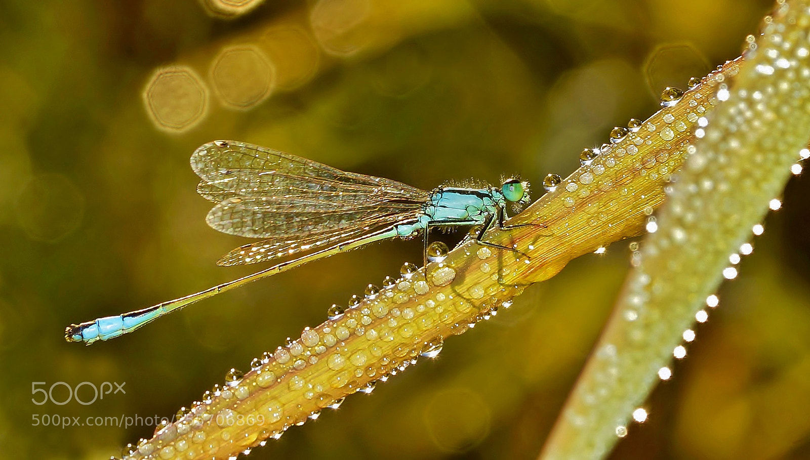 Sony SLT-A77 sample photo. Dewdrops photography