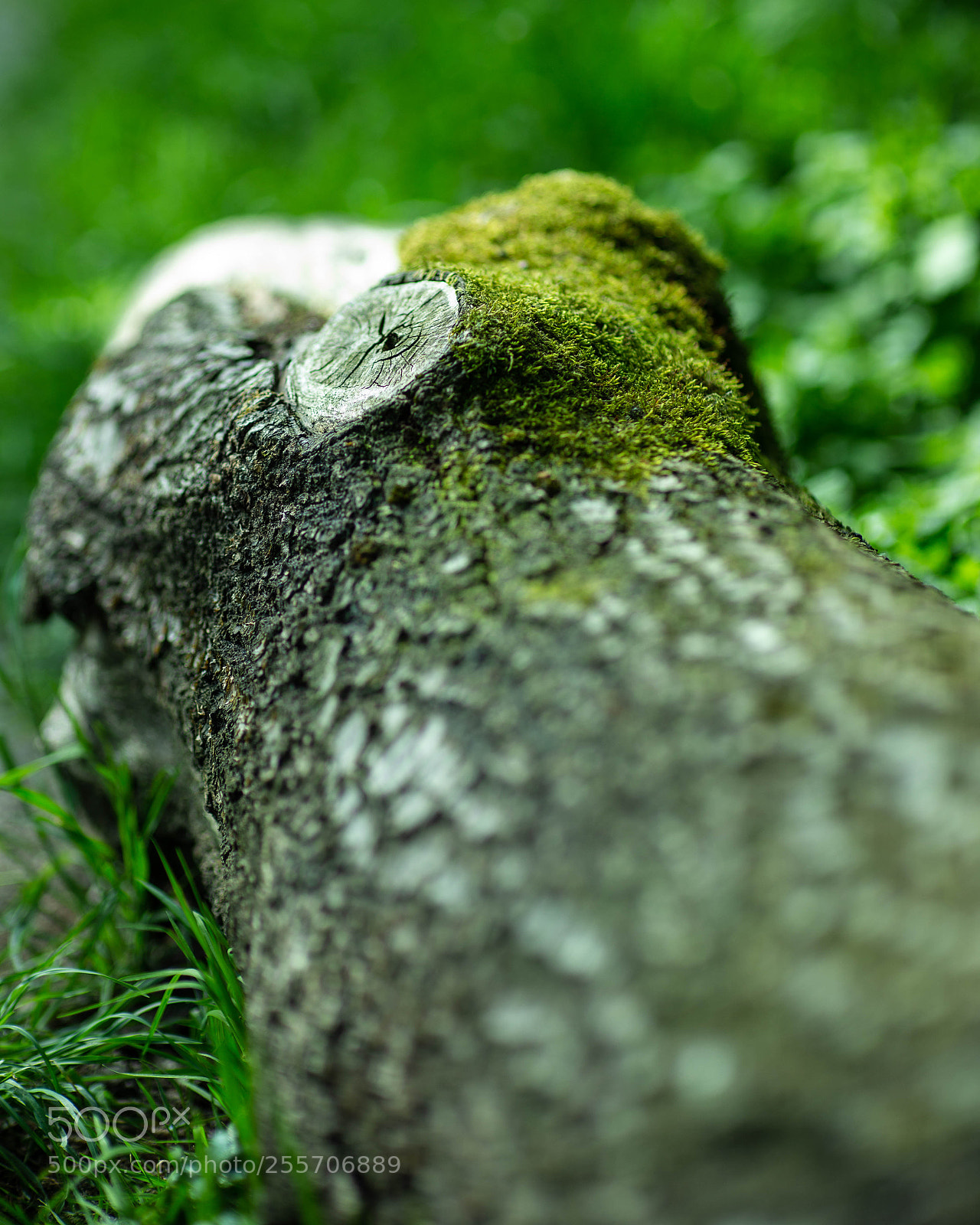 Canon EOS 6D sample photo. Mossy treestump photography