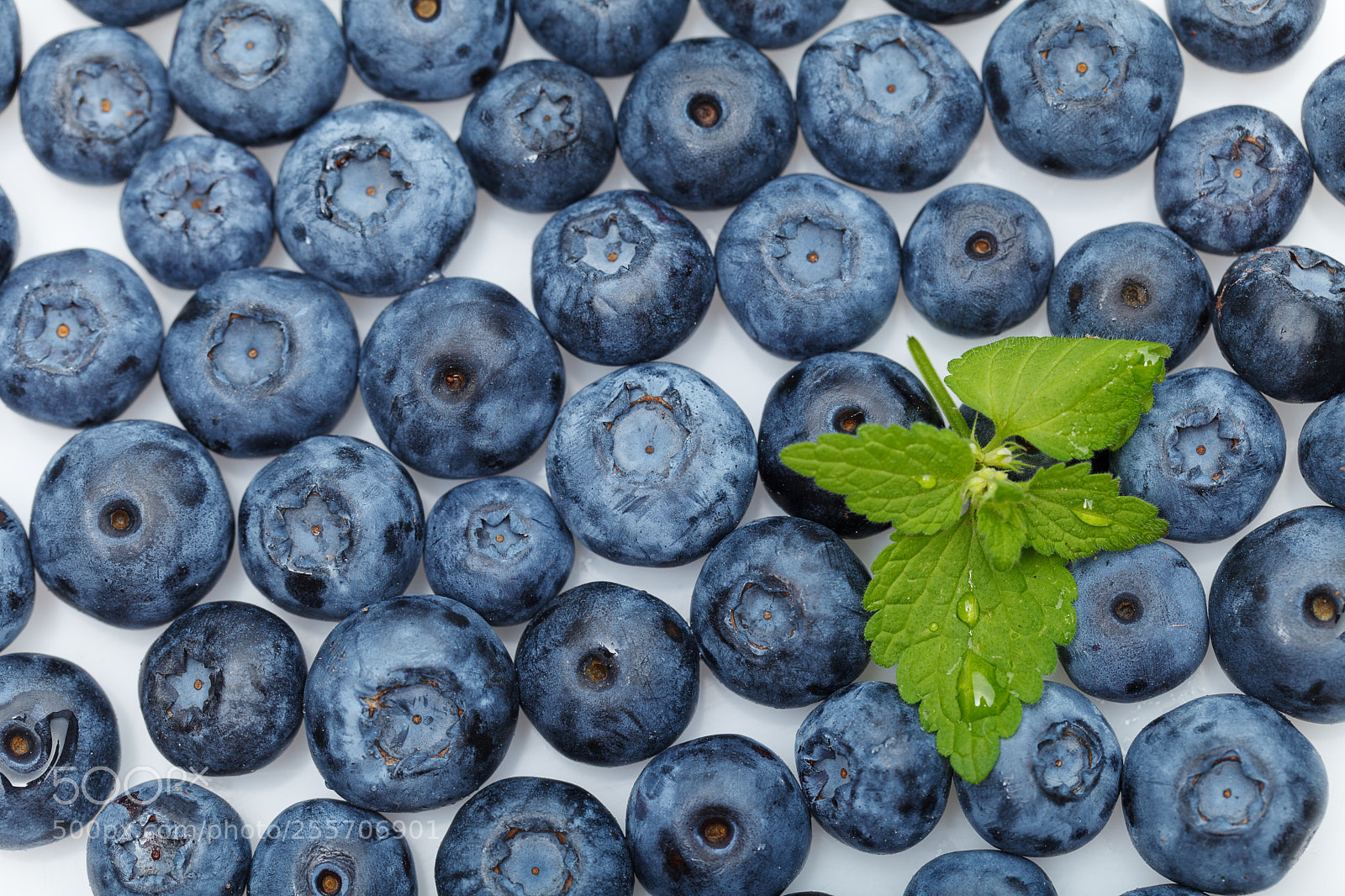 Canon EOS 5D Mark II sample photo. Blueberry berries isolated on photography