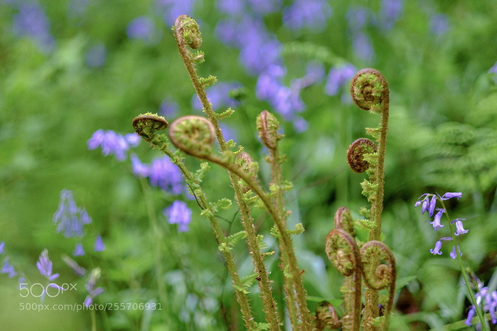Fujifilm X-Pro1 sample photo. Fernsplosion photography