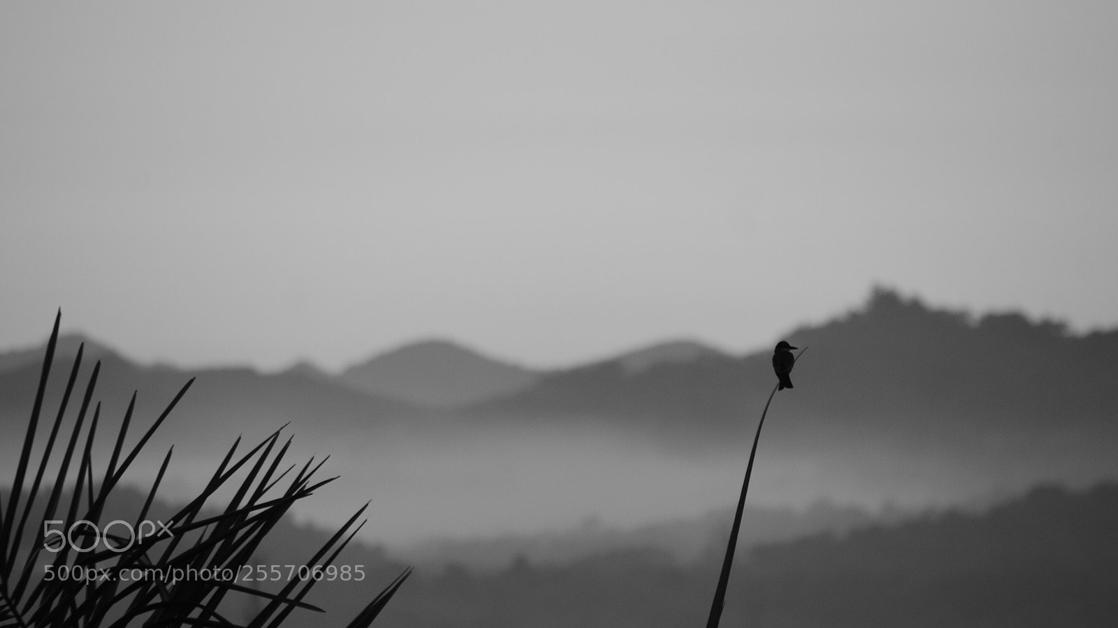 Nikon D3200 sample photo. Humming bird  photography