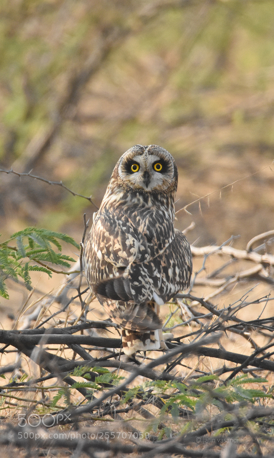 Nikon D7200 sample photo. Just checking back photography